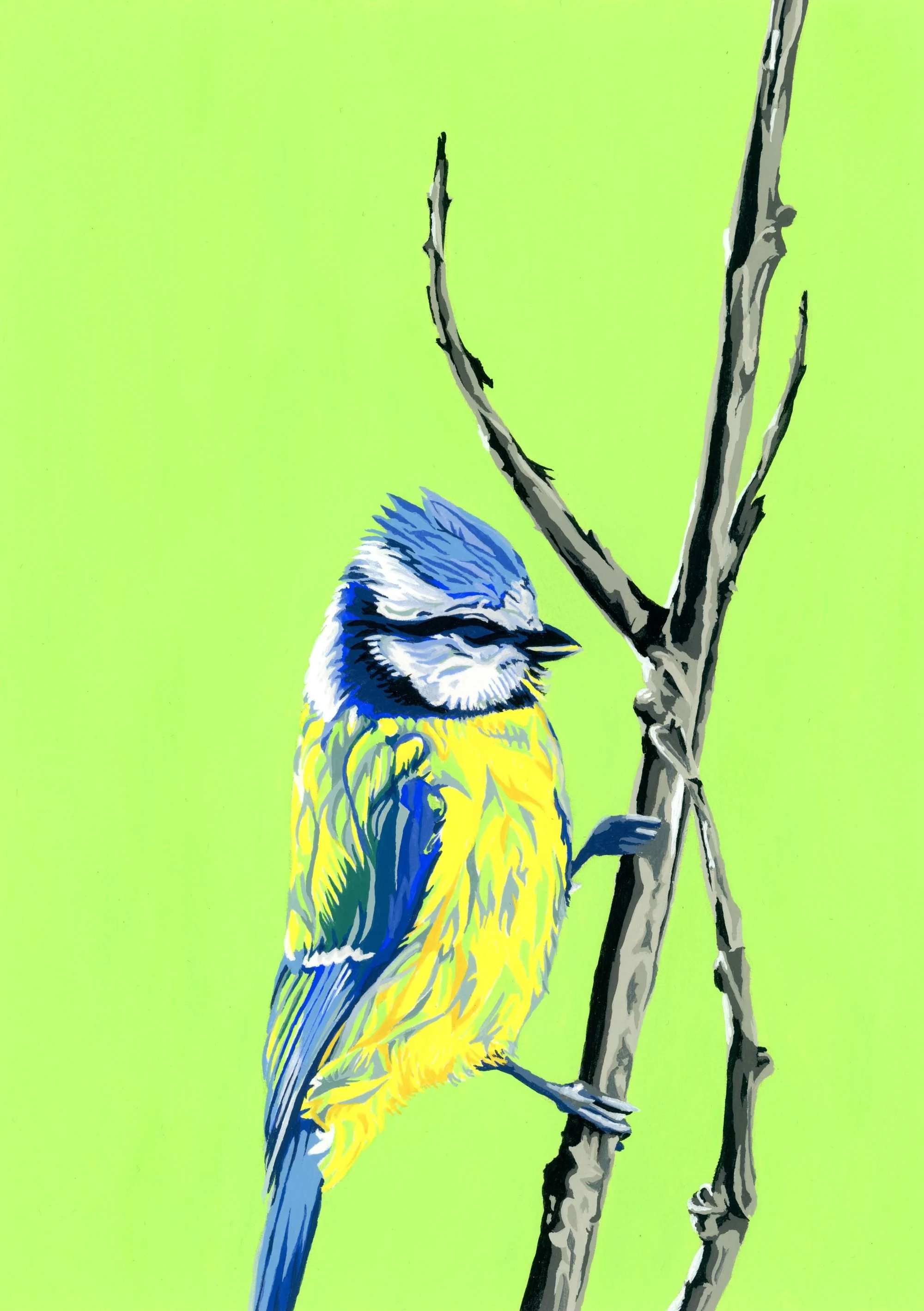 Blue Tit on Lime