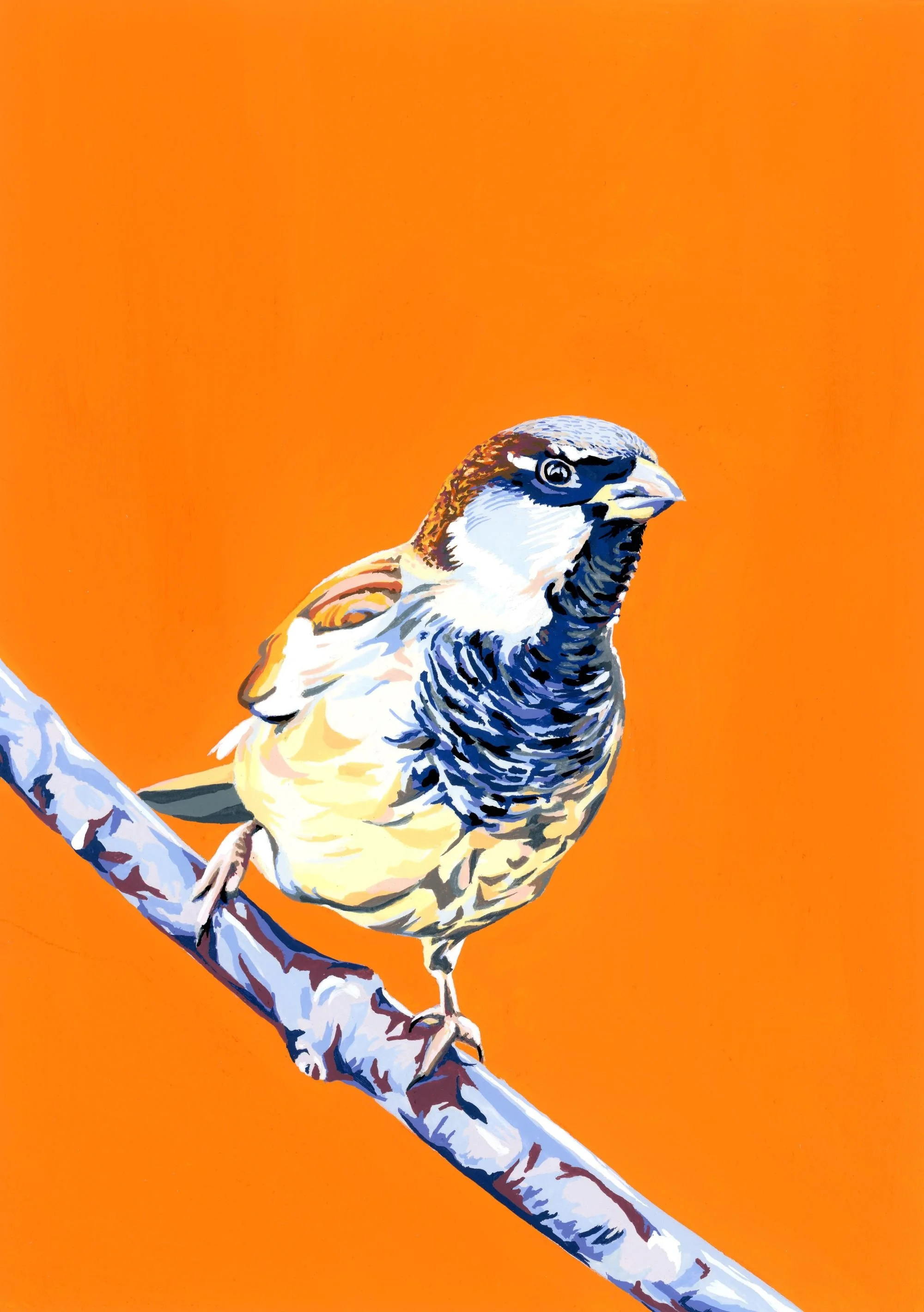 Sparrow on Orange