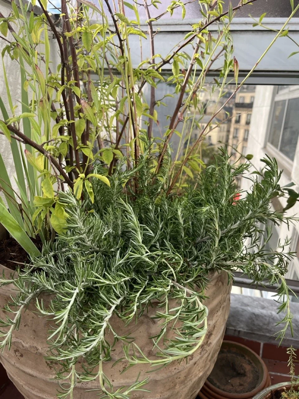 IMG_0239 - Grande.jpeg