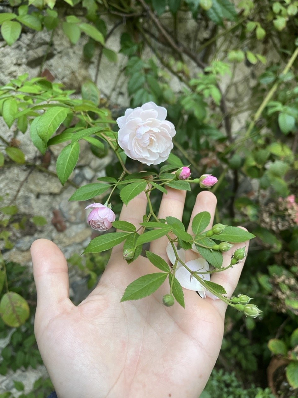 IMG_0446 - Grande.jpeg