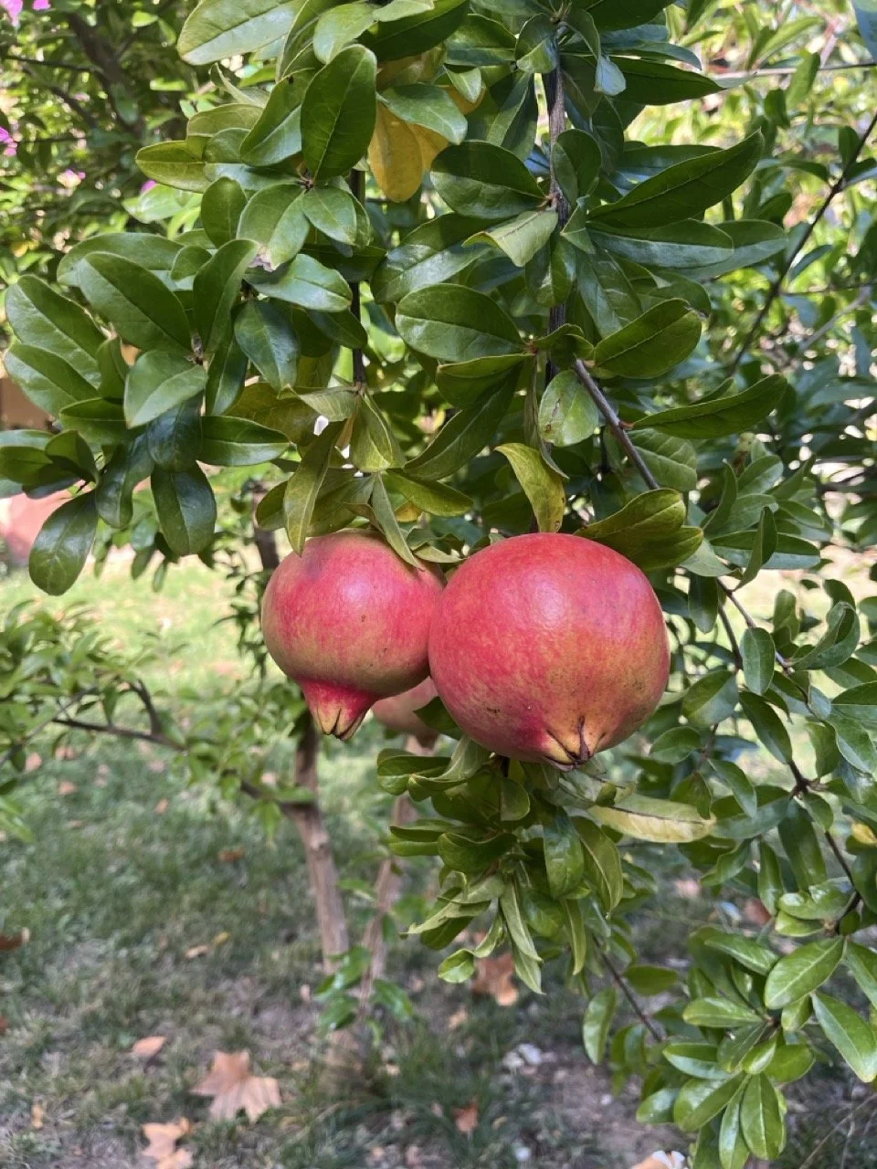 IMG_0712 - Grande.jpeg