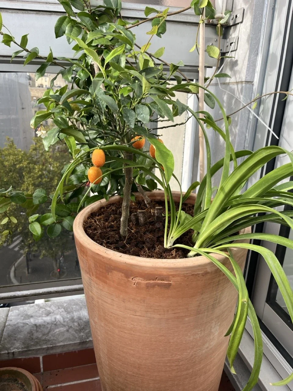 IMG_0238 - Grande.jpeg