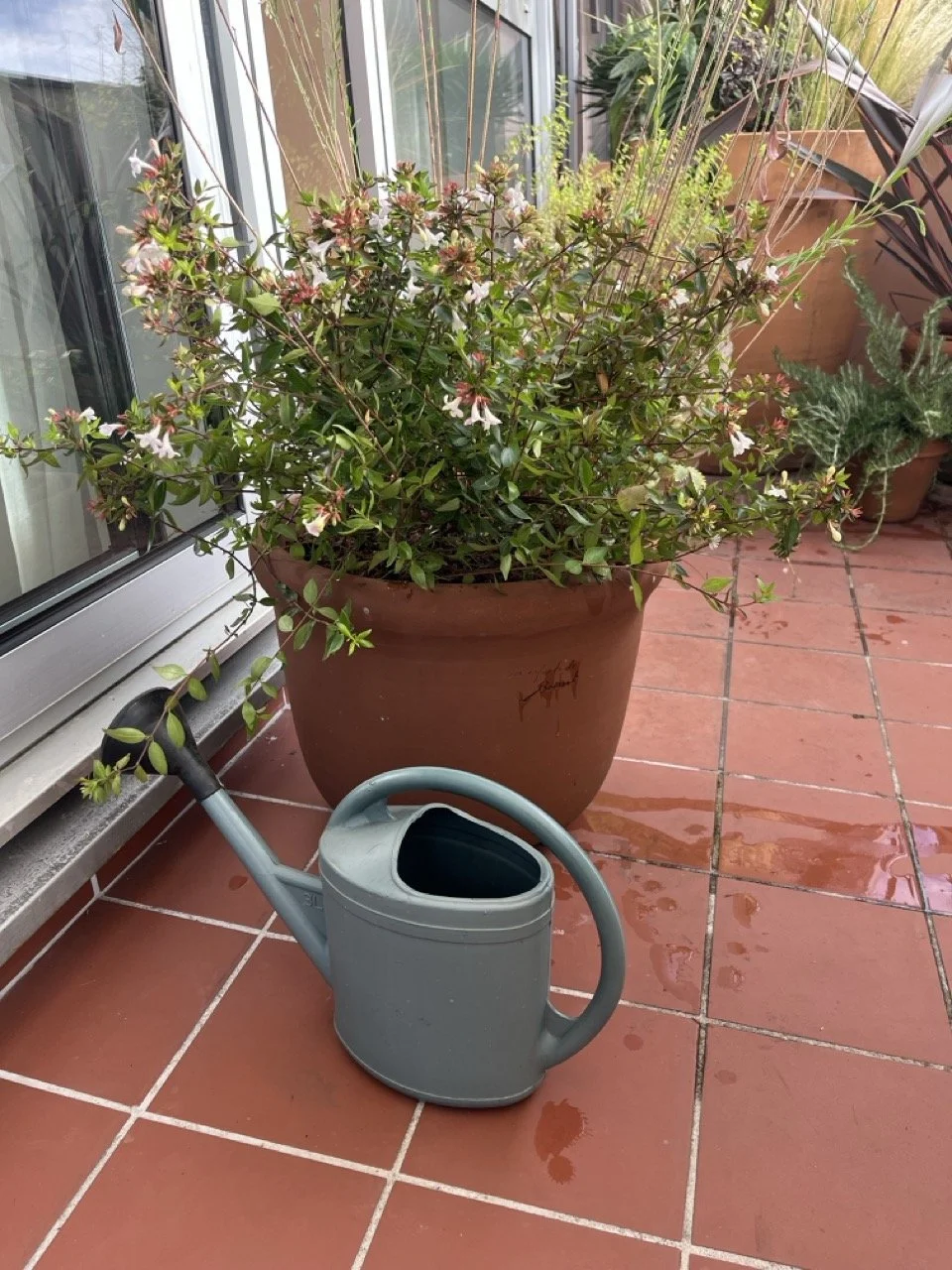 IMG_0249 - Grande.jpeg