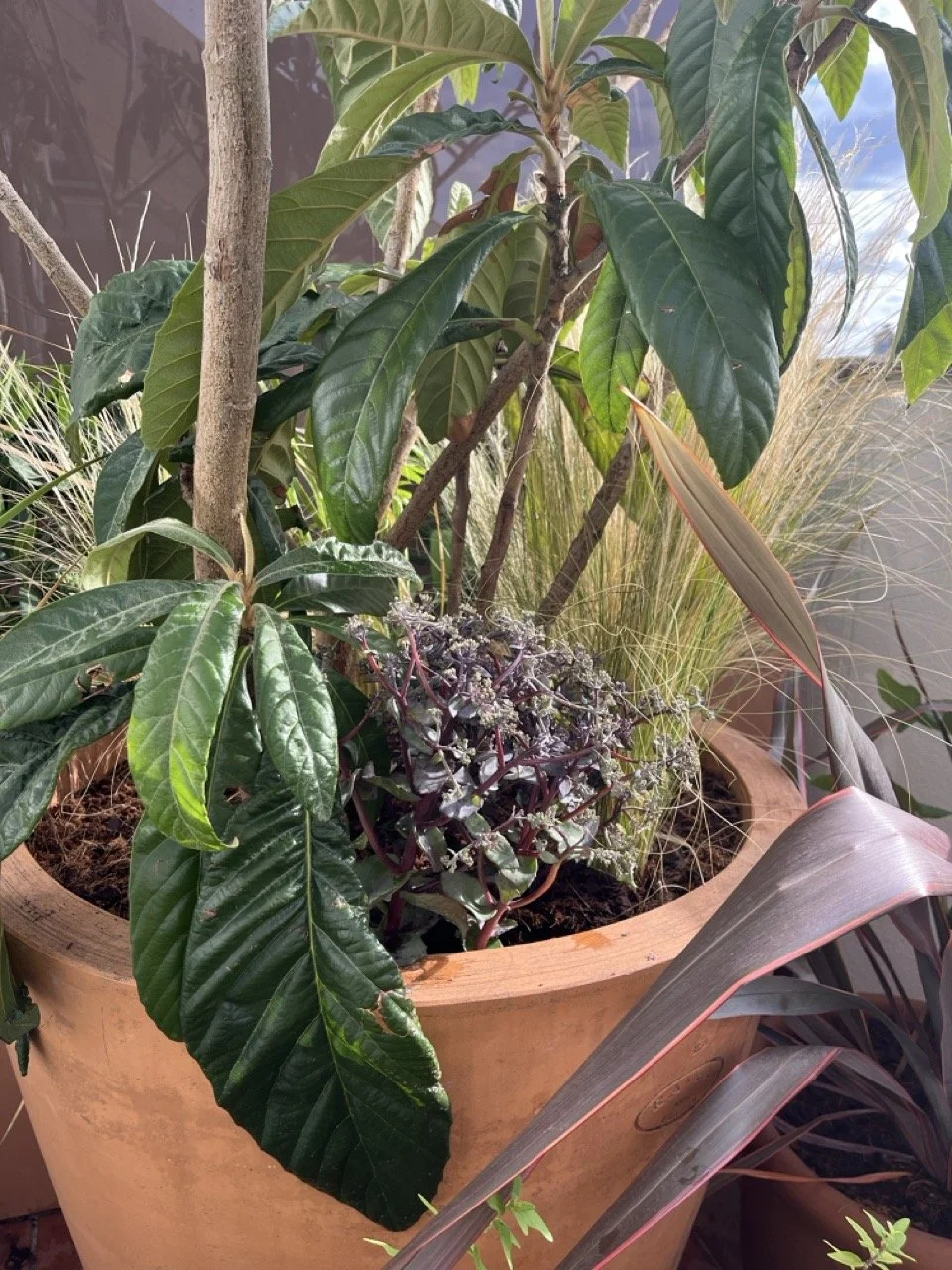 IMG_0241 - Grande.jpeg