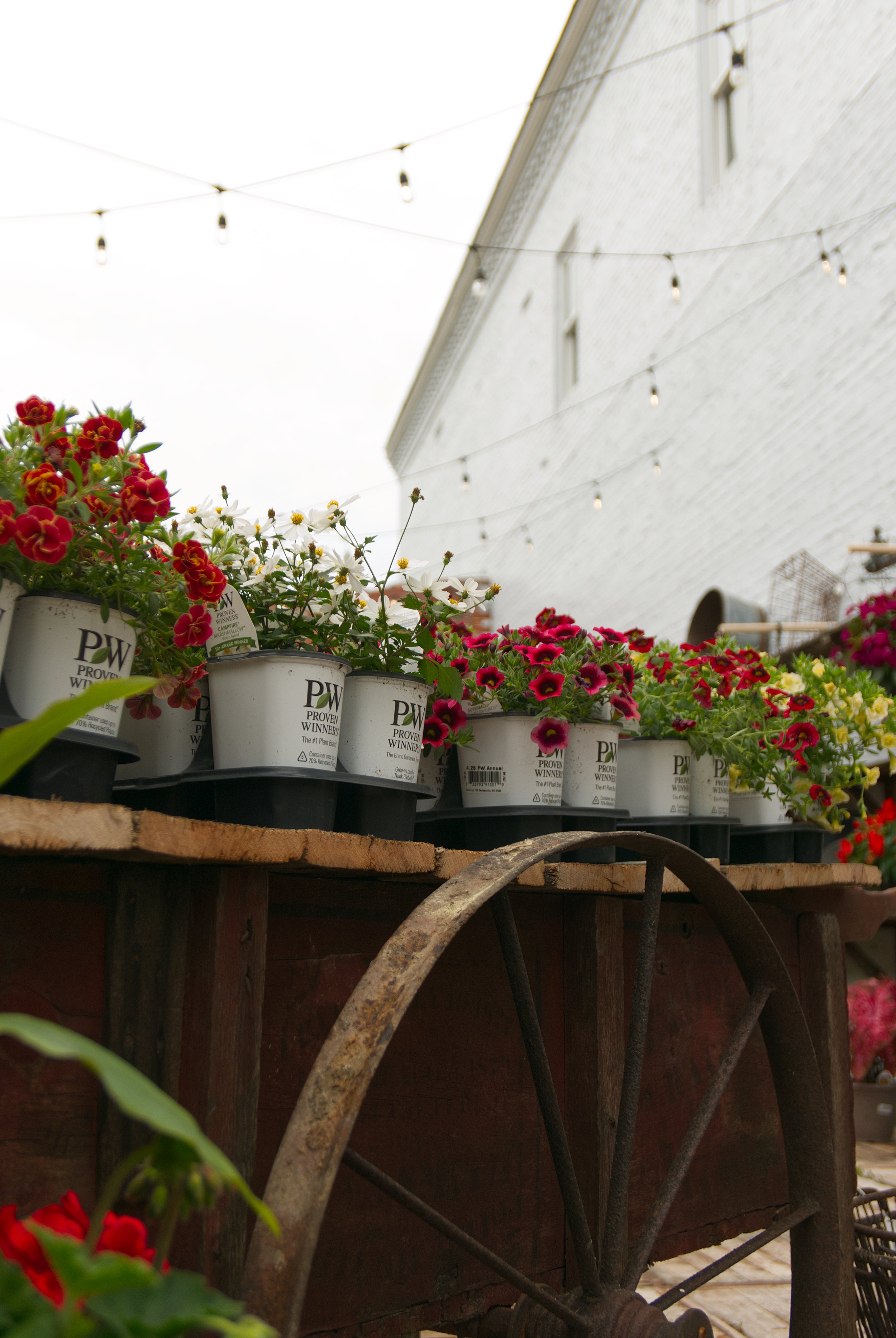 Ivy&Rye_Spring2026_Garden-18.jpg