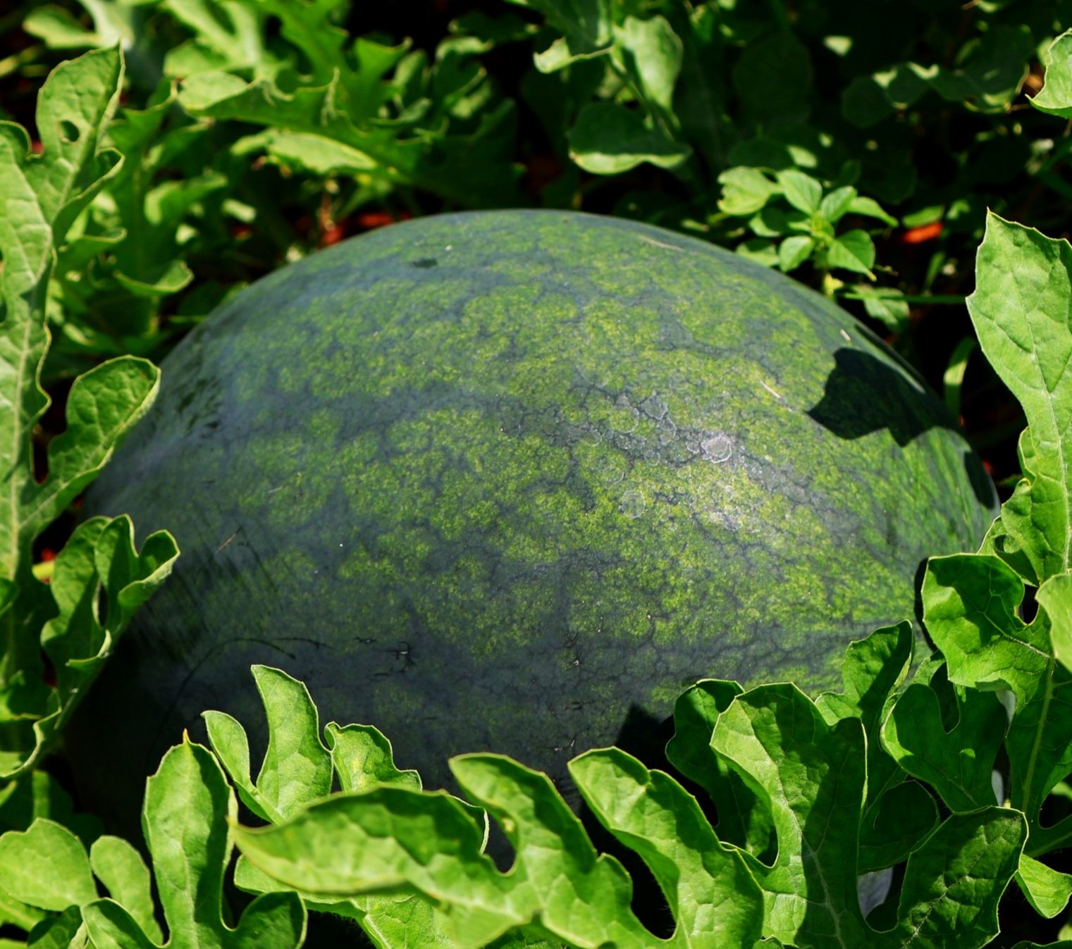 Sugar Baby Watermelon