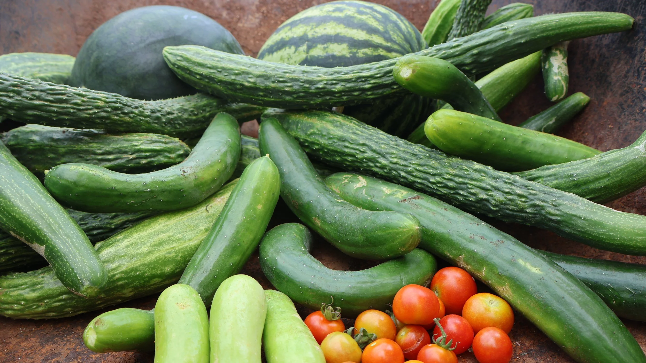 a haul of produce from the garden