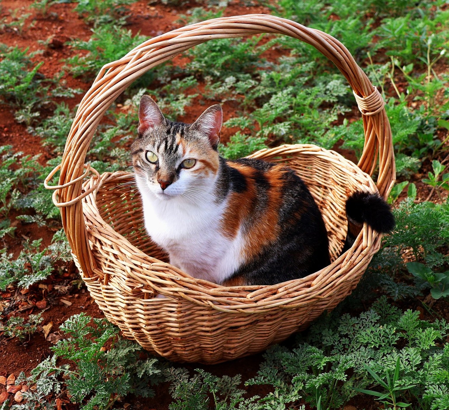 Gretta helping in the garden