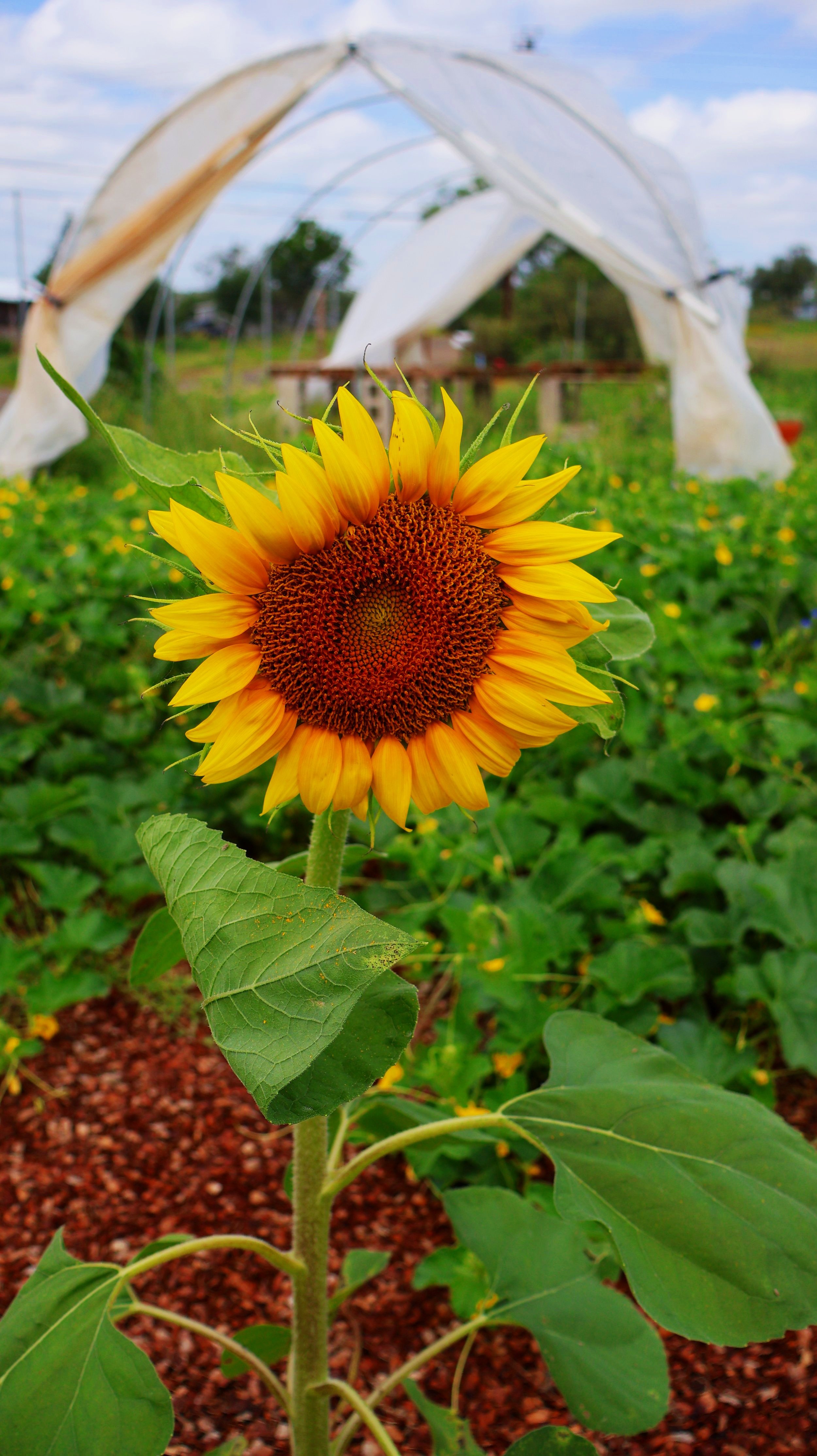 lonely sunflower