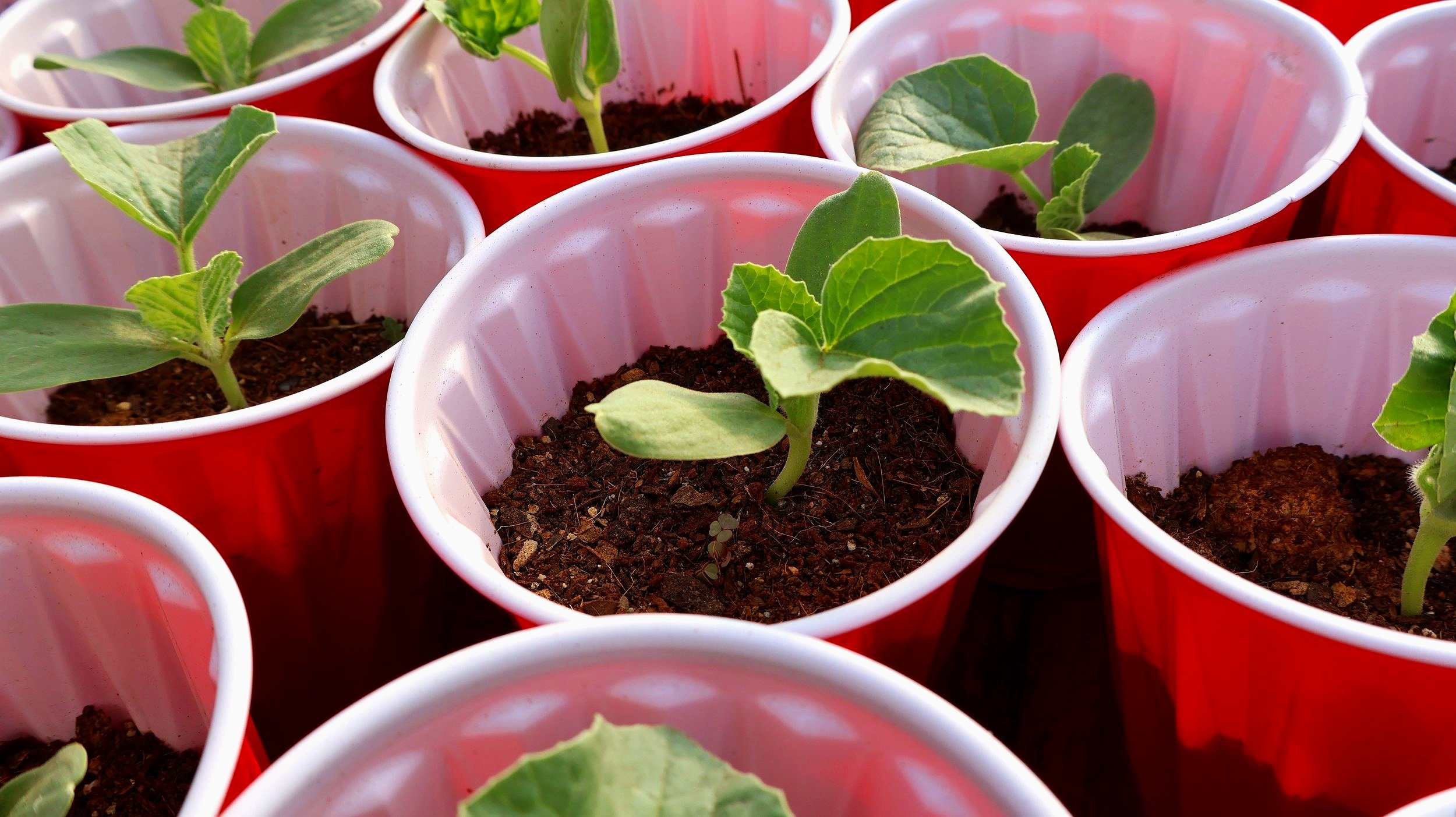seedlings