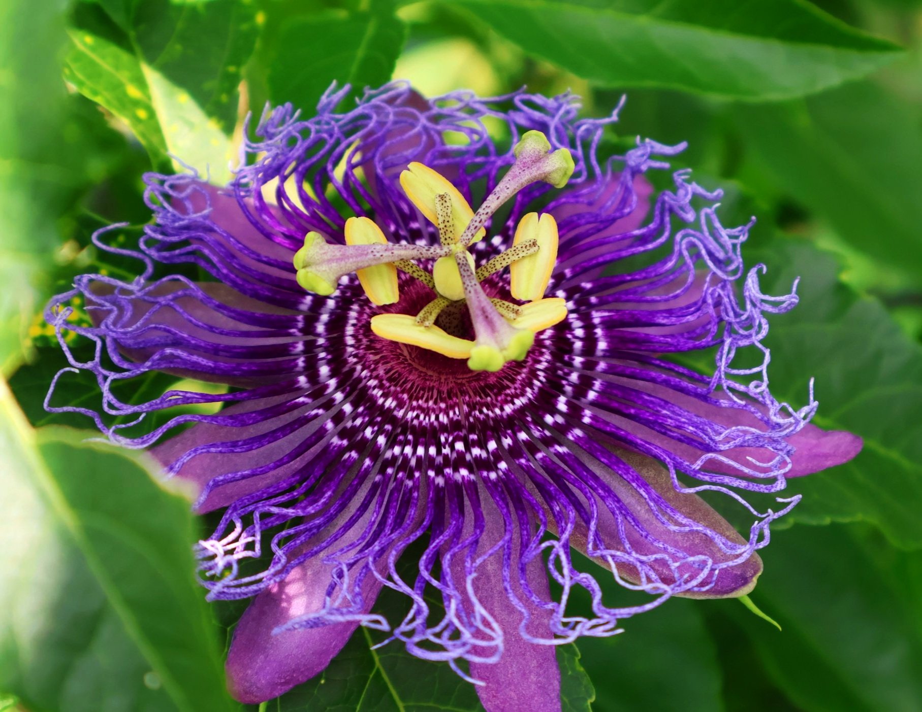 Passion flower