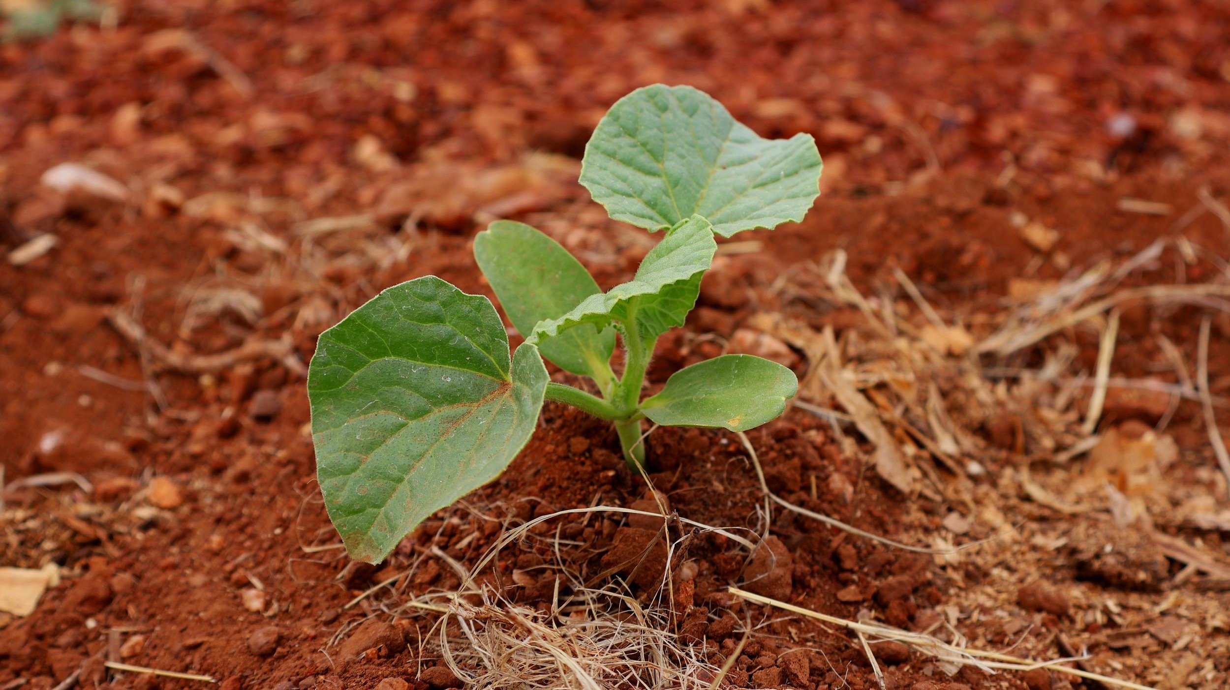 sprout