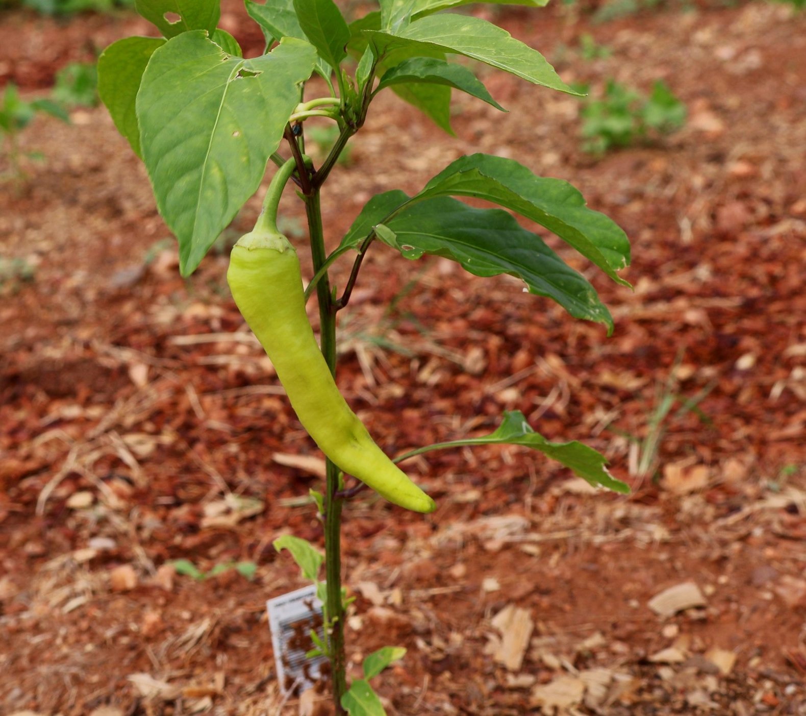 banana pepper