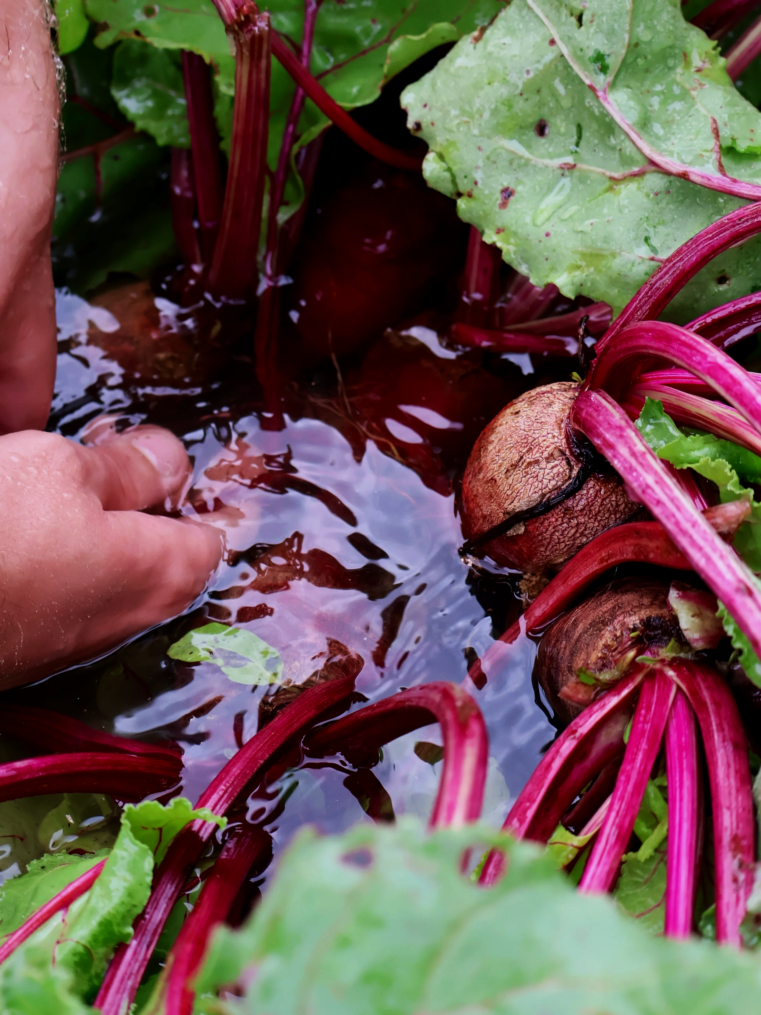 washing beets