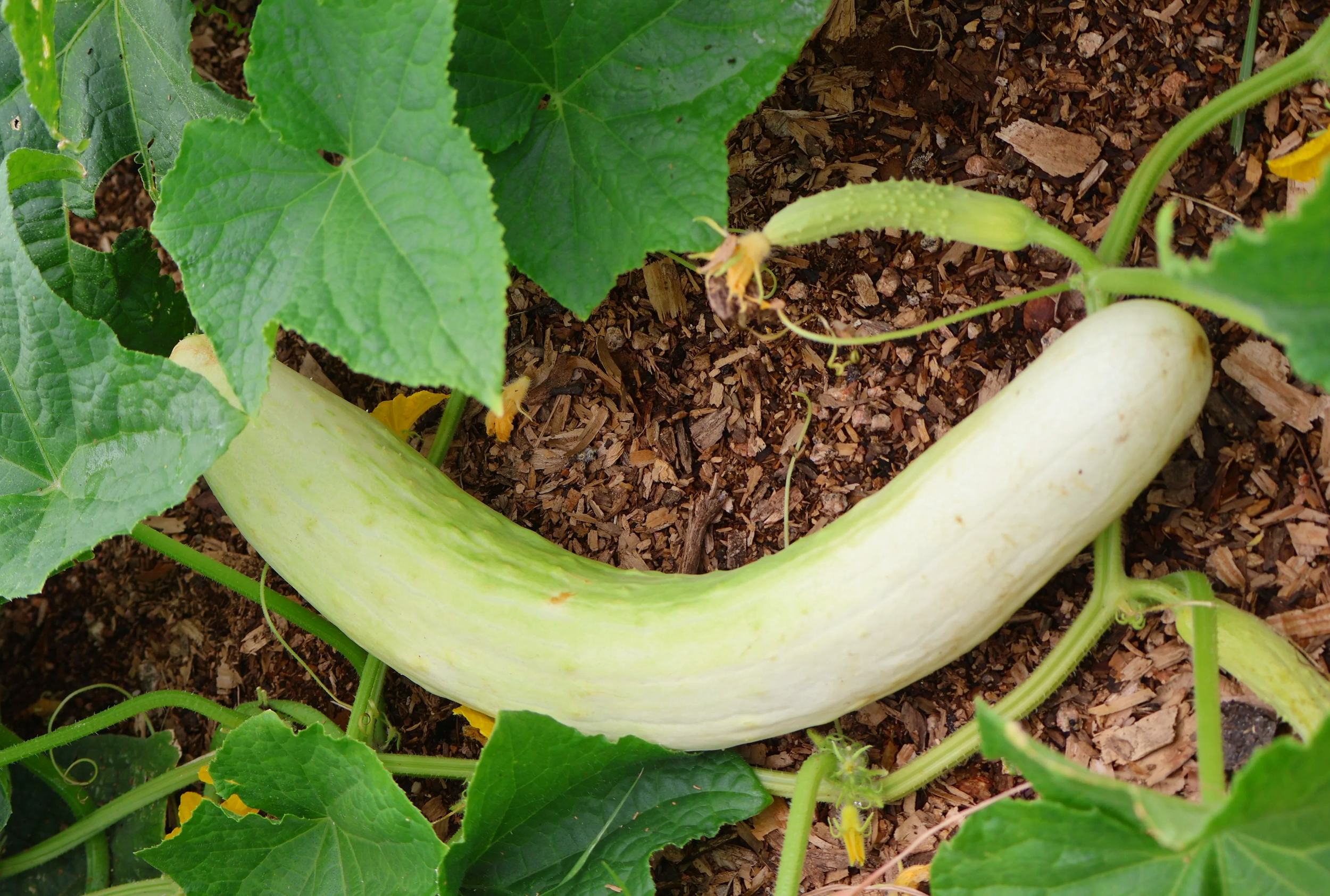 Itachi cucumber
