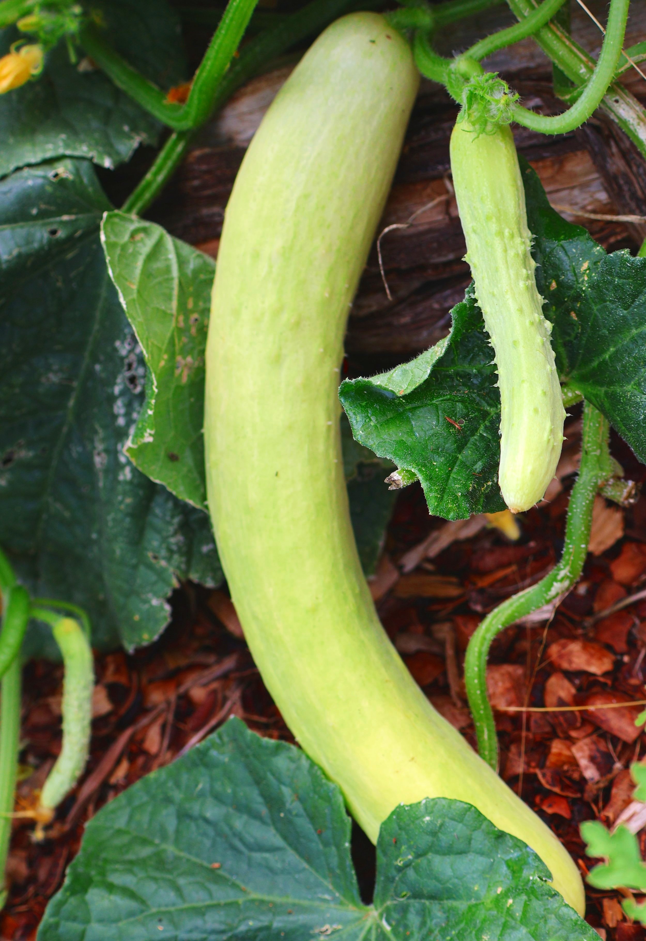 itachi cucumber