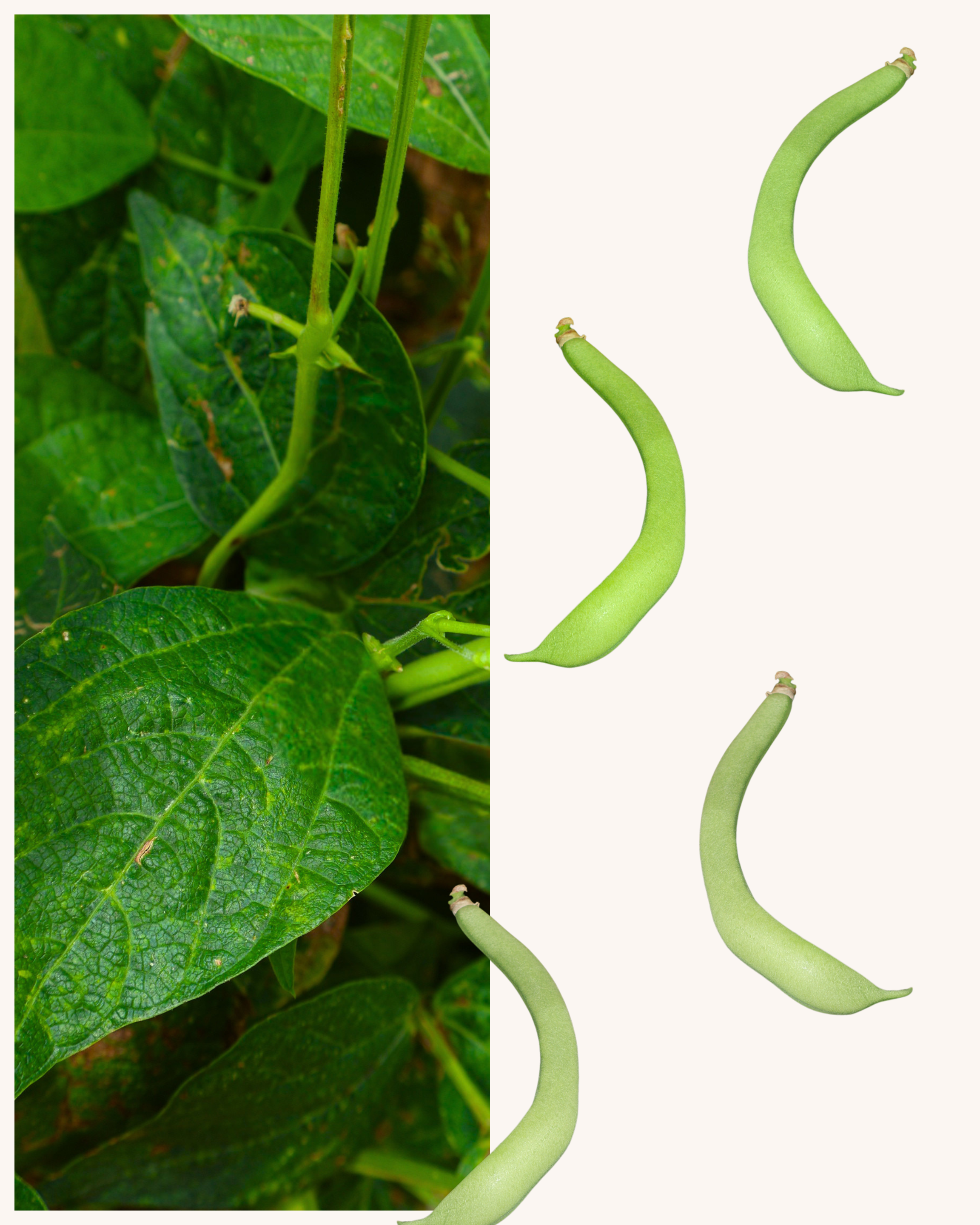 Fresh Green Beans