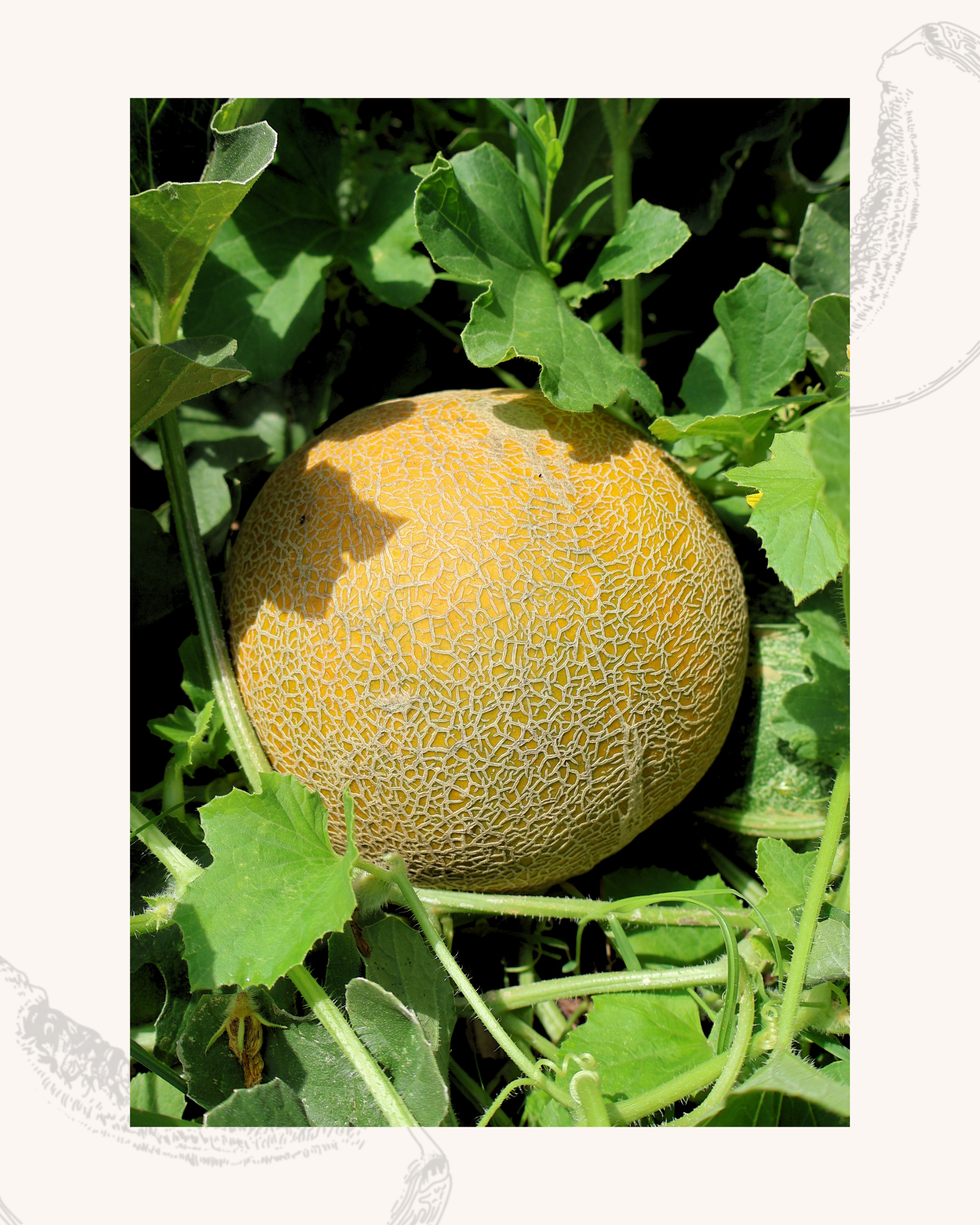 Arava in ground