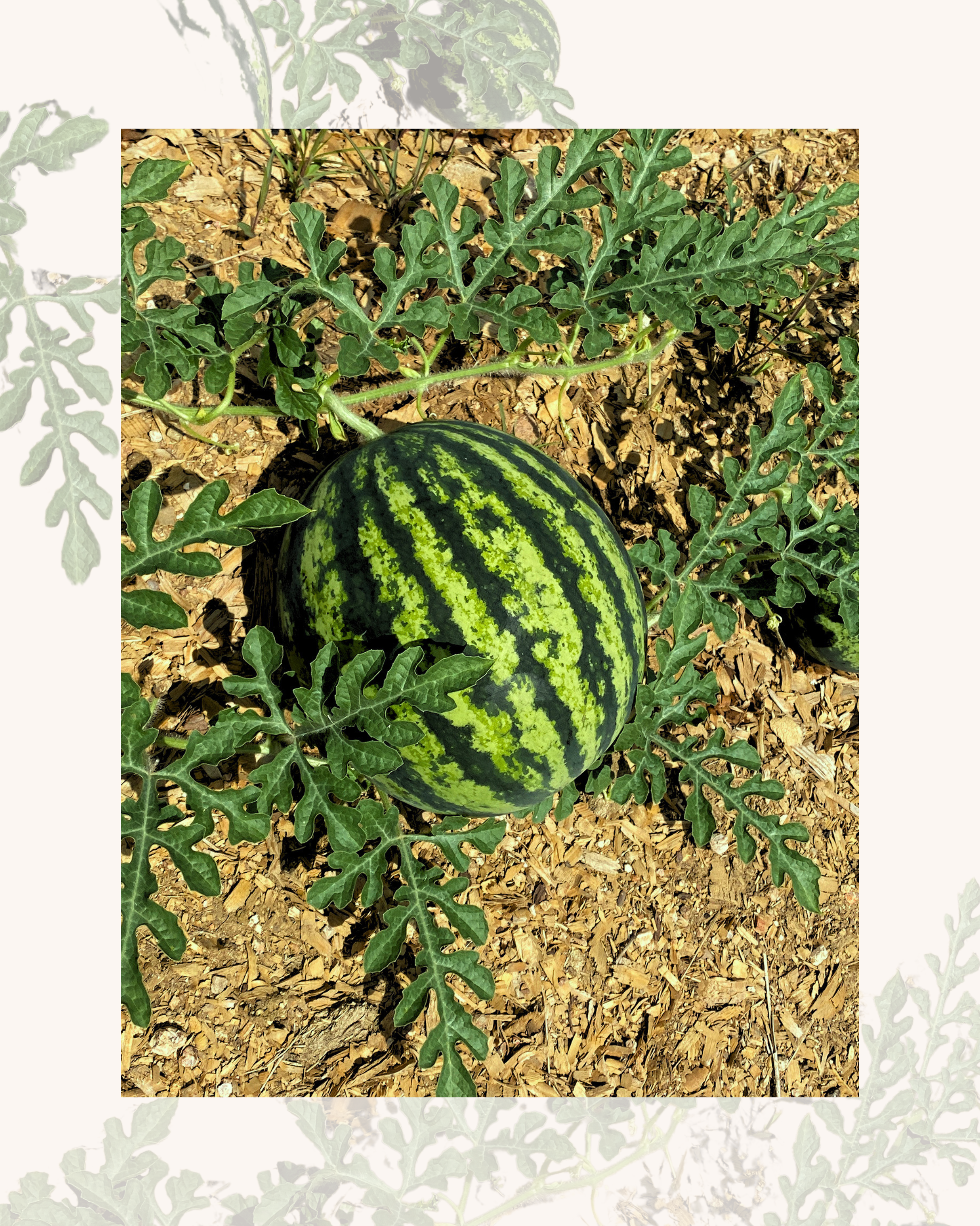 sarahs choice watermelon