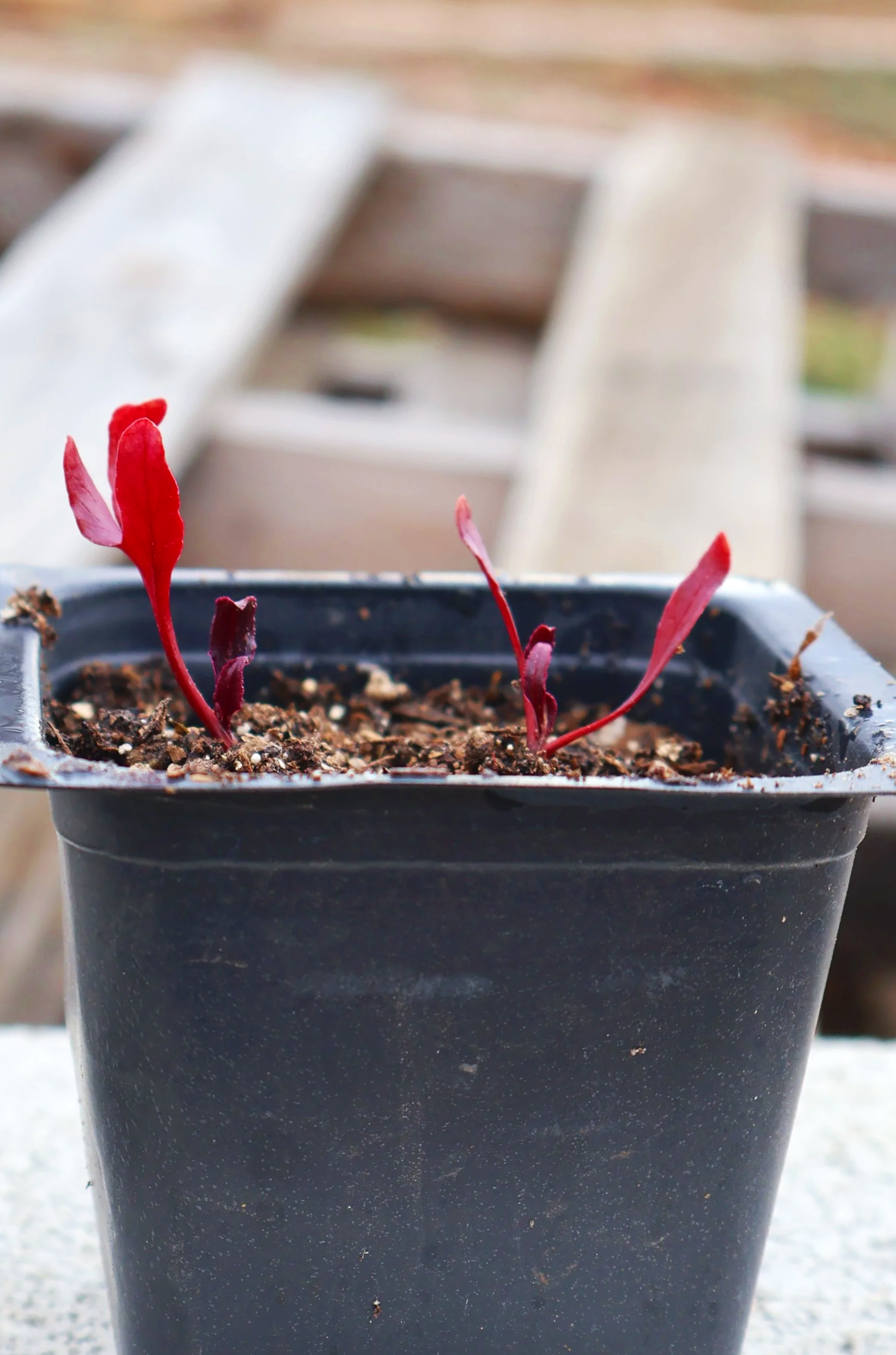 Zeppo Beet Seedling
