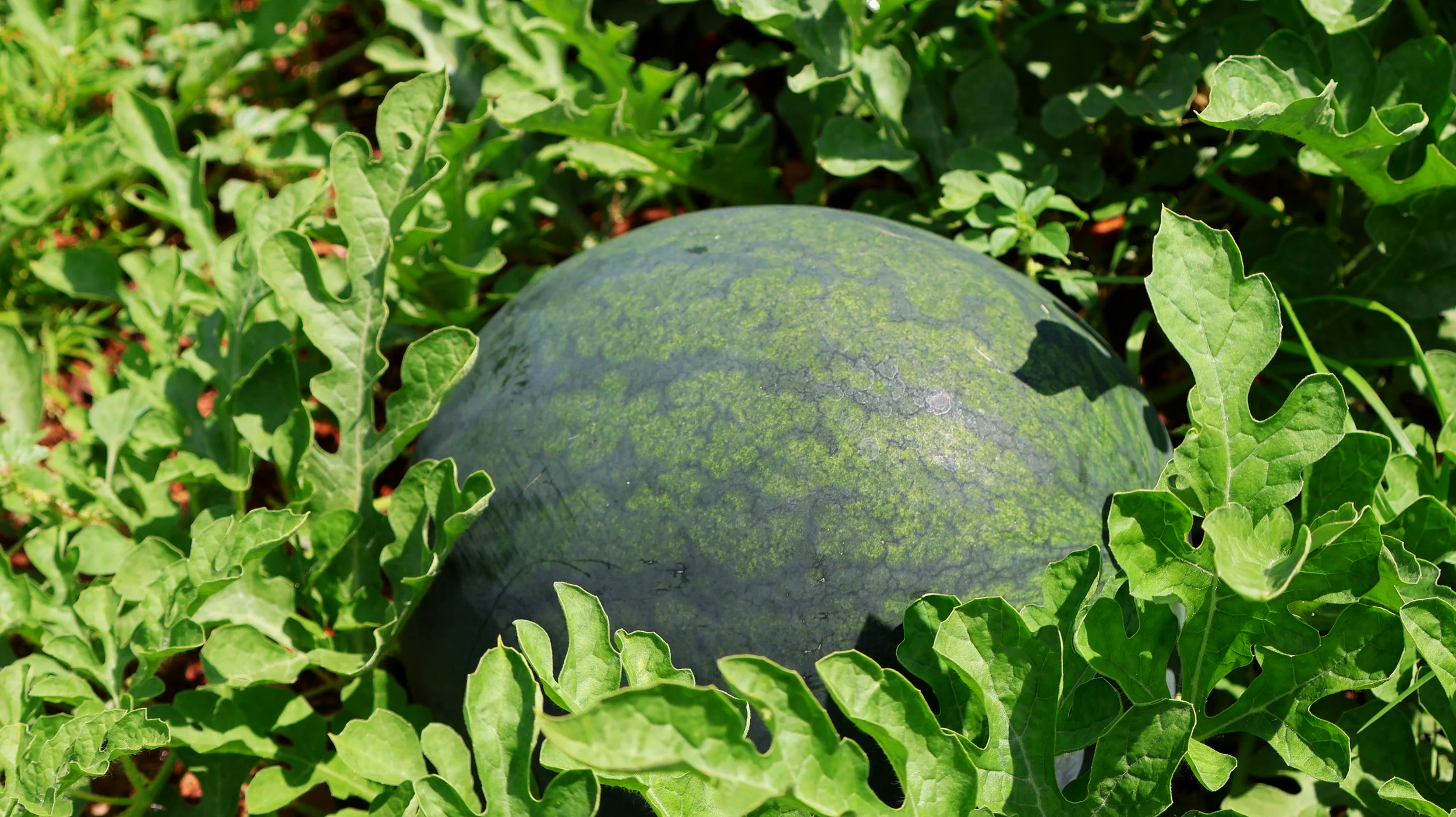 Watermelon