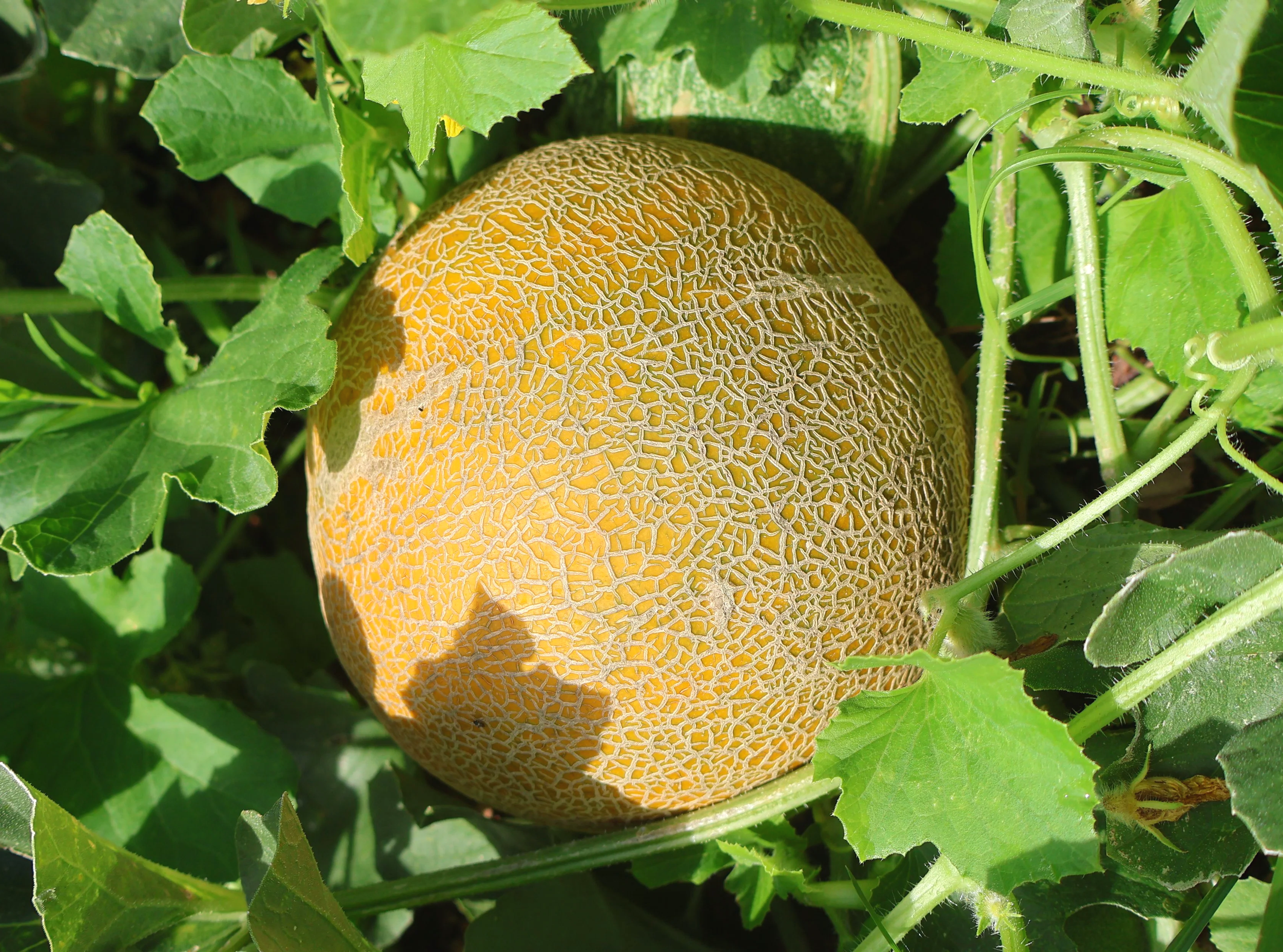 Arava Melon
