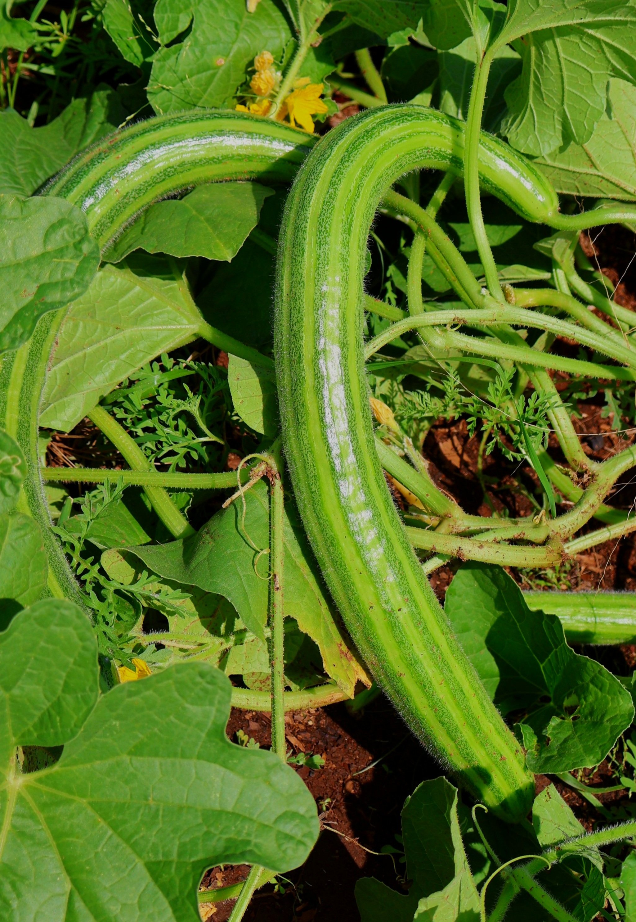 Stripped Armenian Cucumber