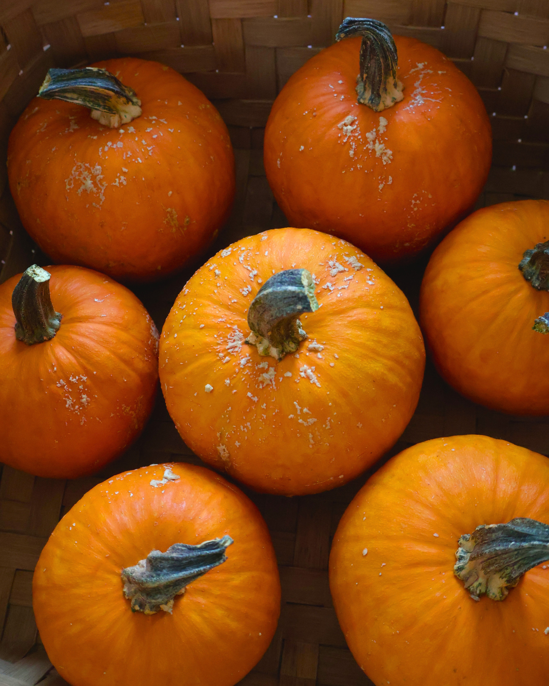 cute pumpkins