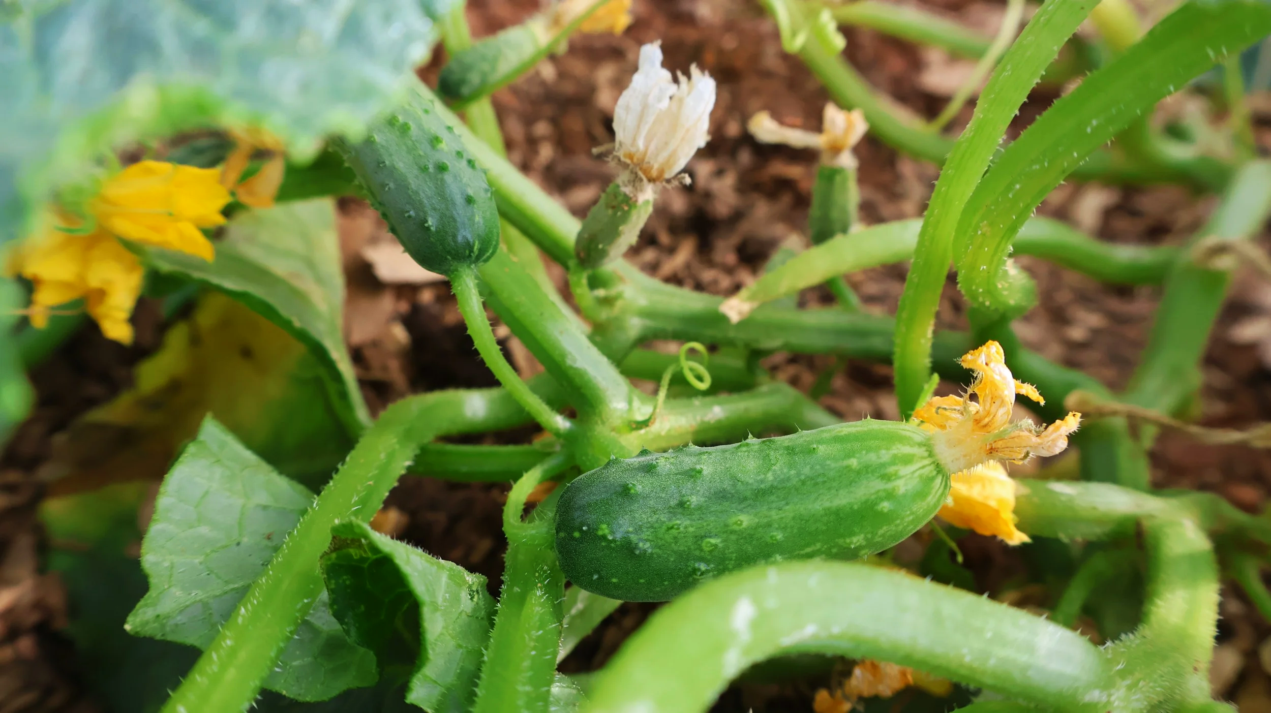 baby cucumbers

