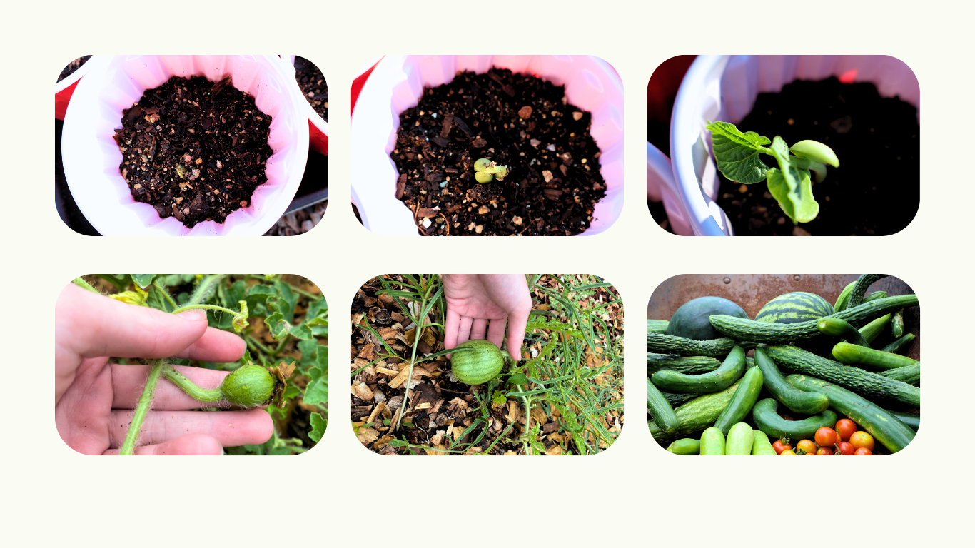 the life cycle of our plants. starting from seed to fruit.