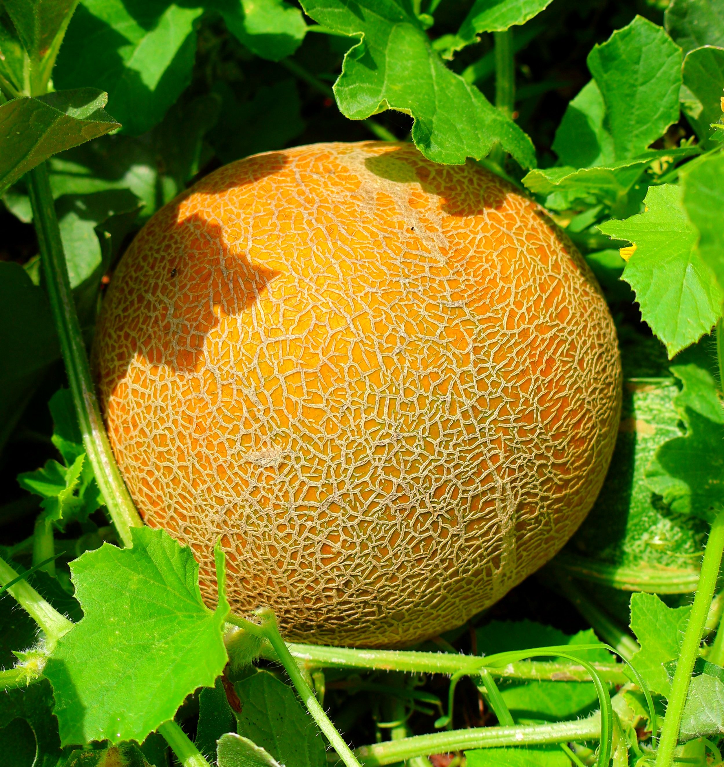 Galia Melon