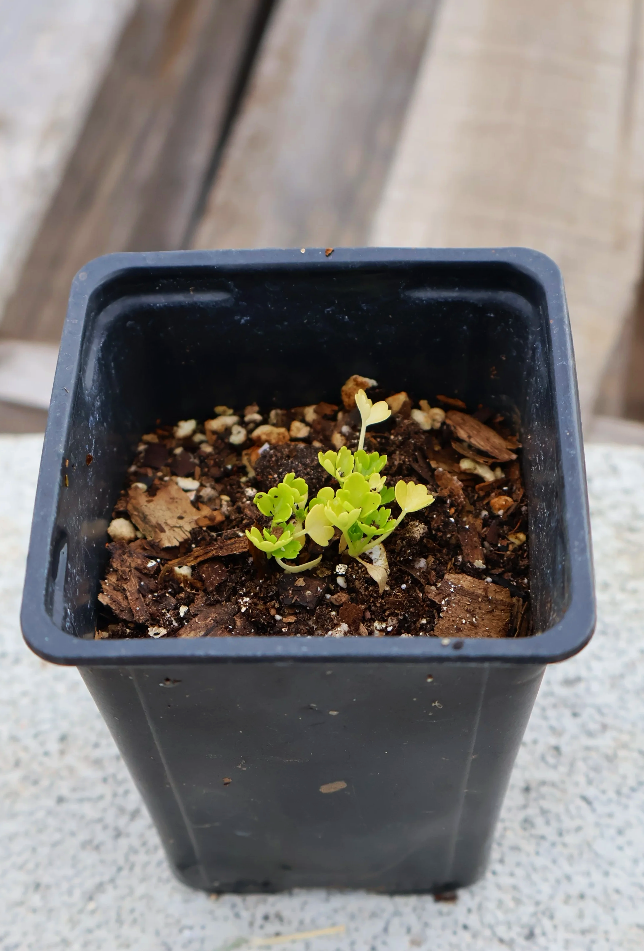 Celery Seedling