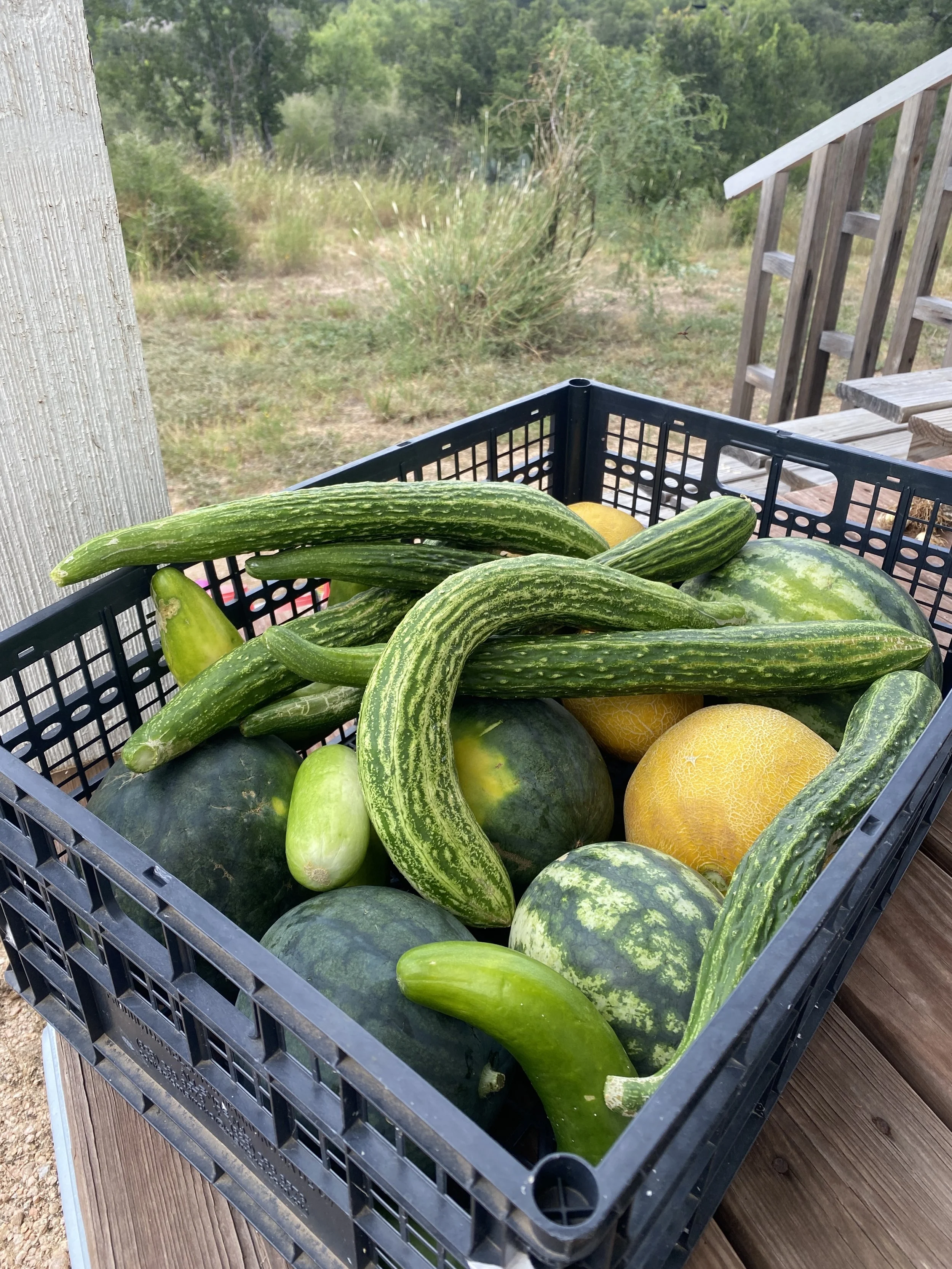 Haul of summer produce