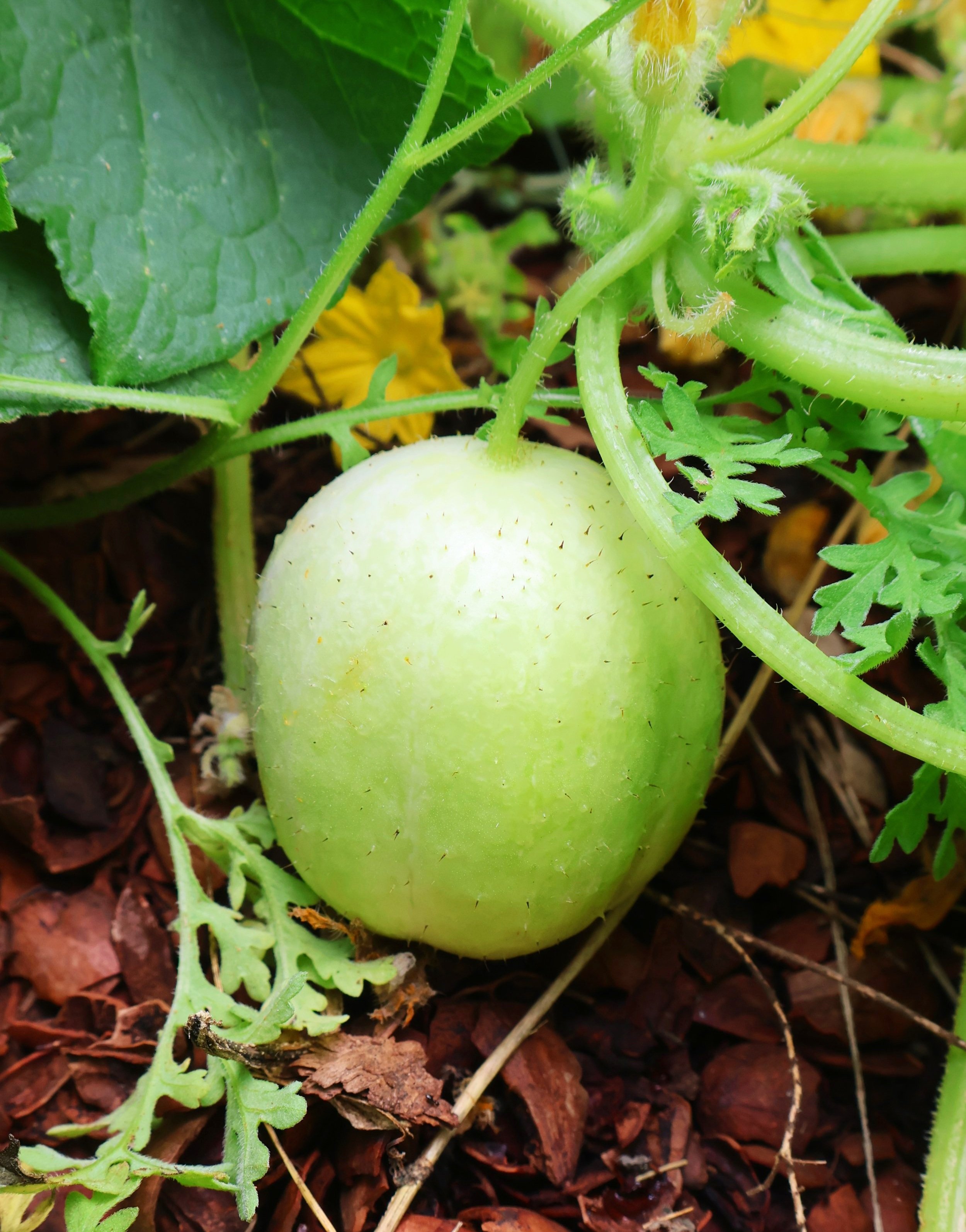 lemon cucumber