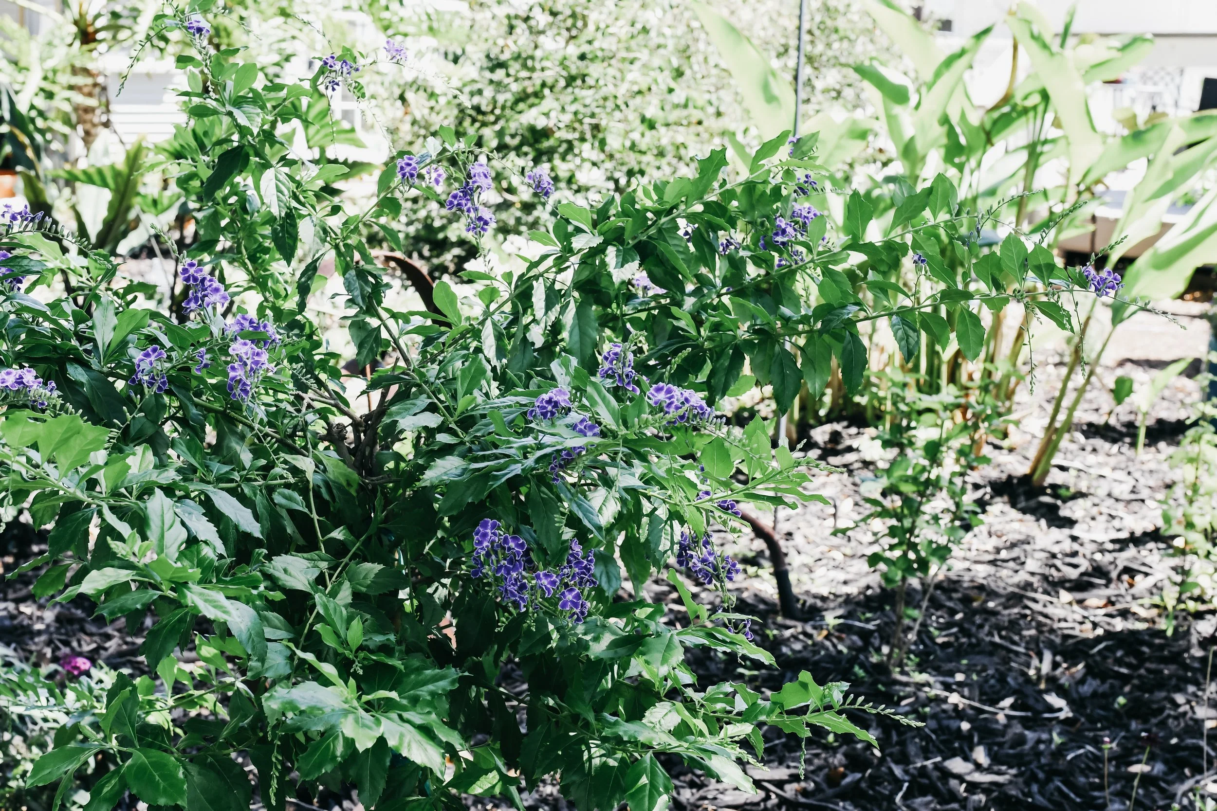 Green bush with purple flowers in a garden with sunlight.