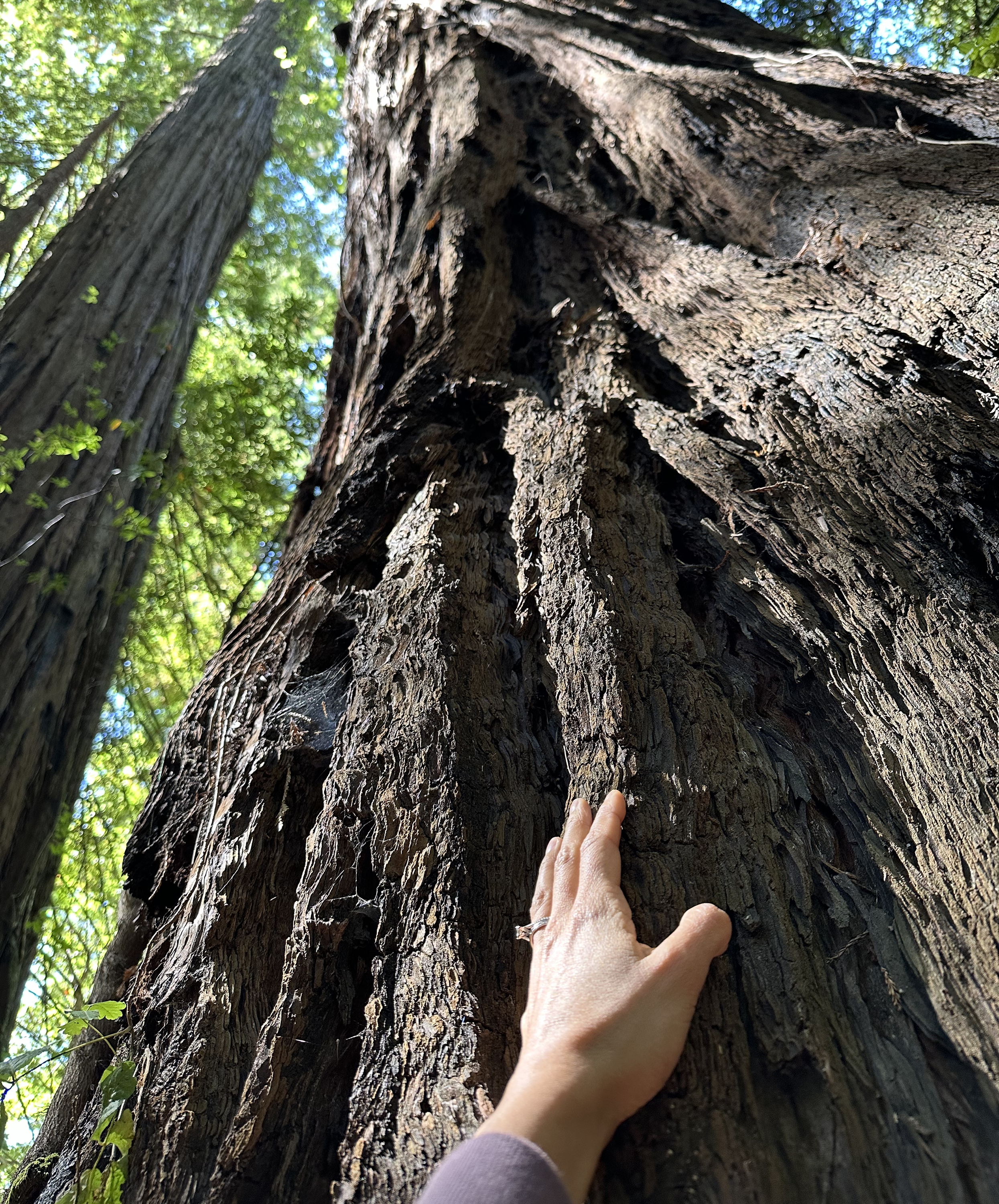 Root to Rise branding for conscious entrepreneurs