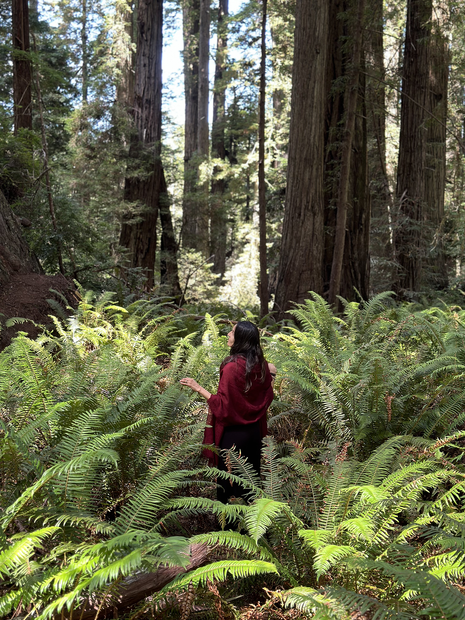 Woman in the redwood forest