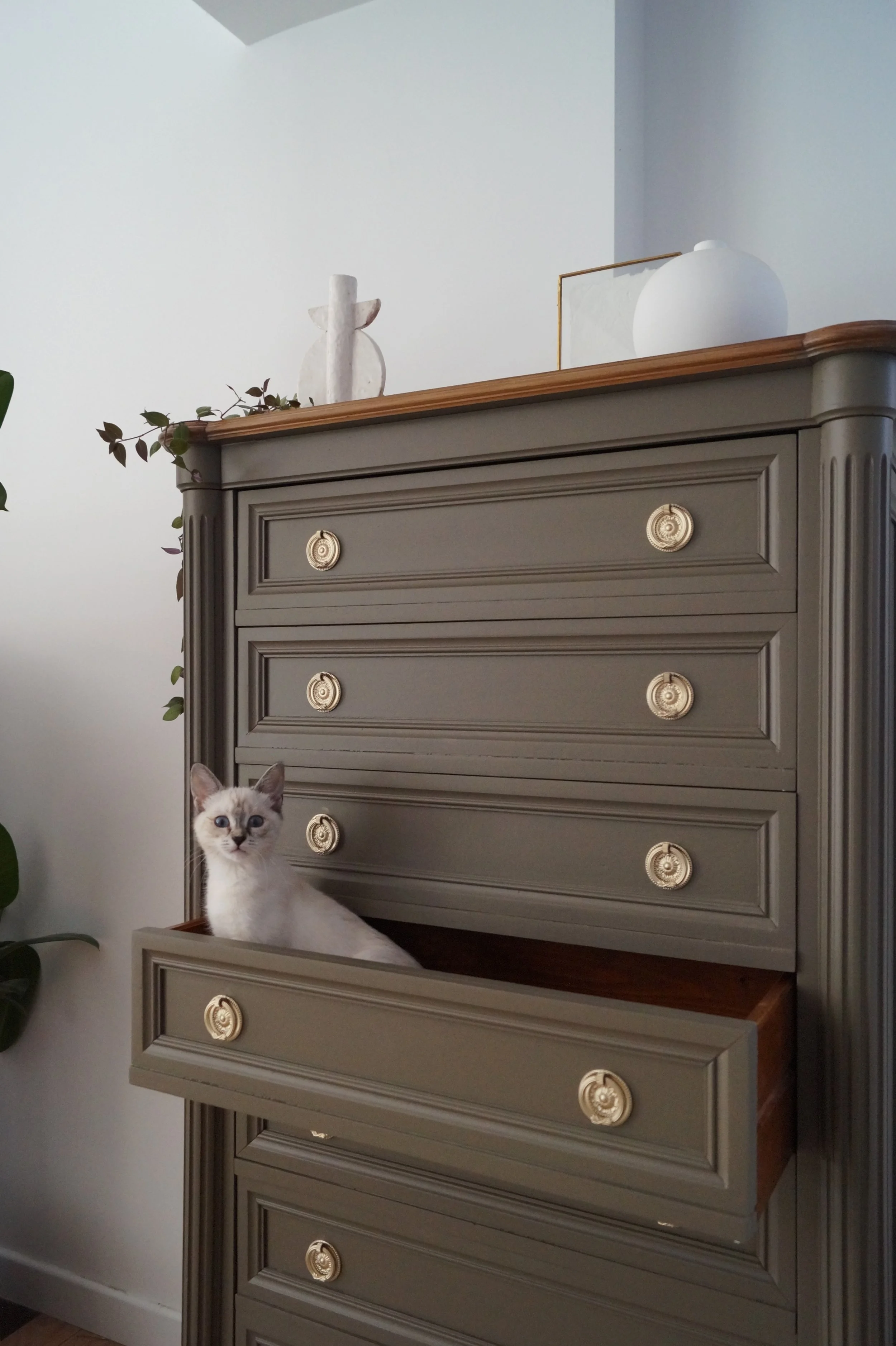 Un chat blanc avec des yeux bleus clair dans une commode grise avec des boutons décoratifs, ouverture d'un tiroir partiellement tiré.