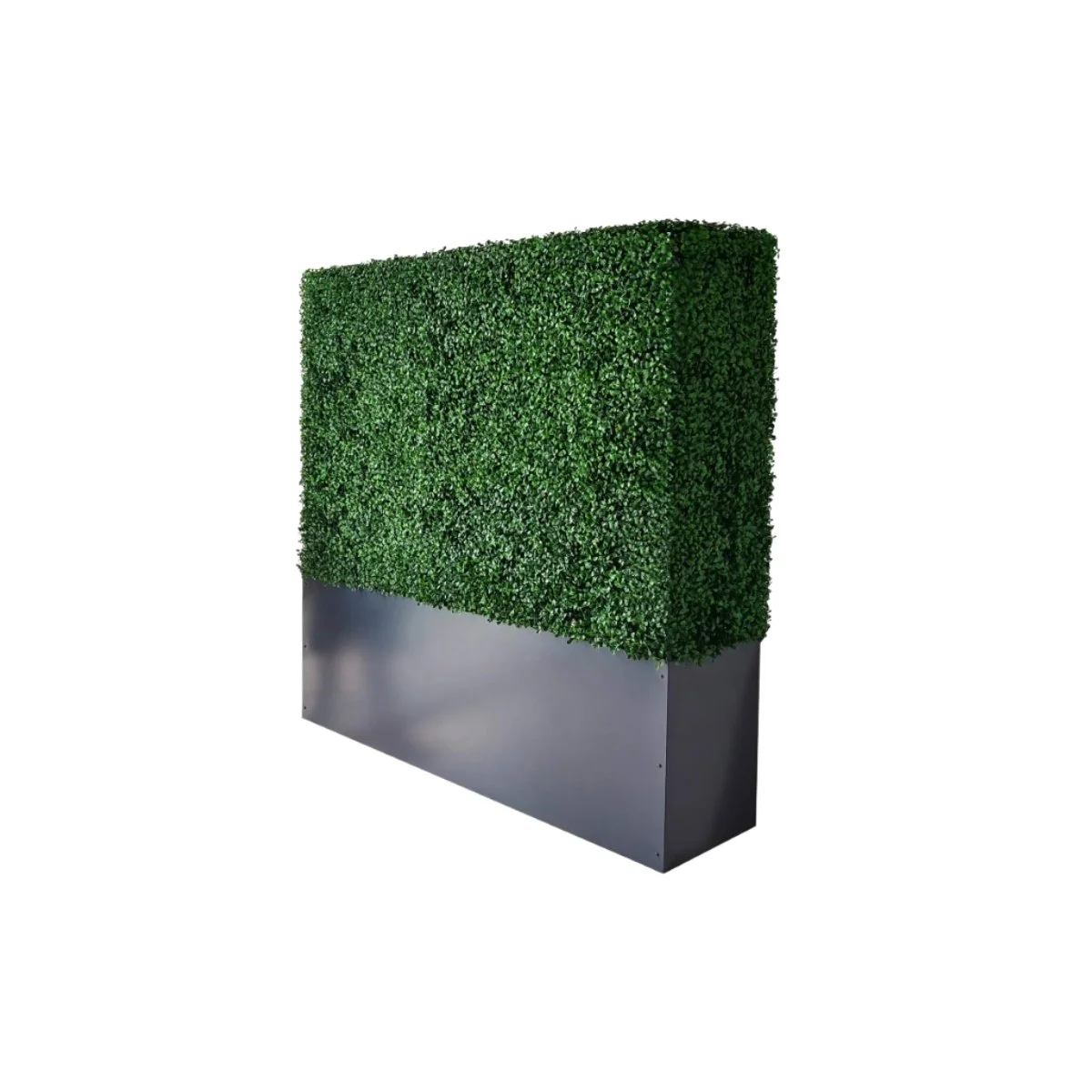Boxwood Hedge Wall