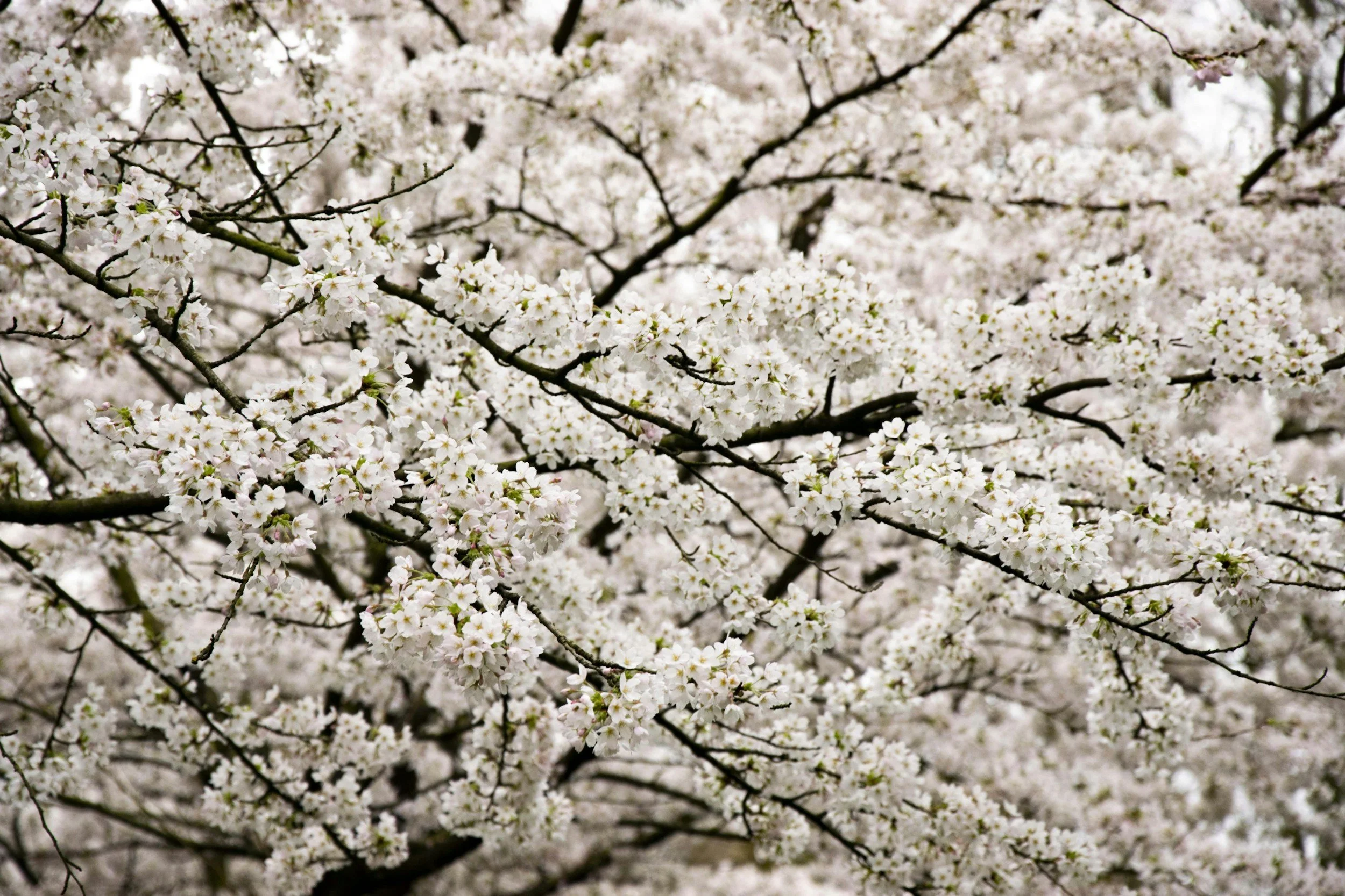 Branches of cherry blossom trees covered in white blossoms.