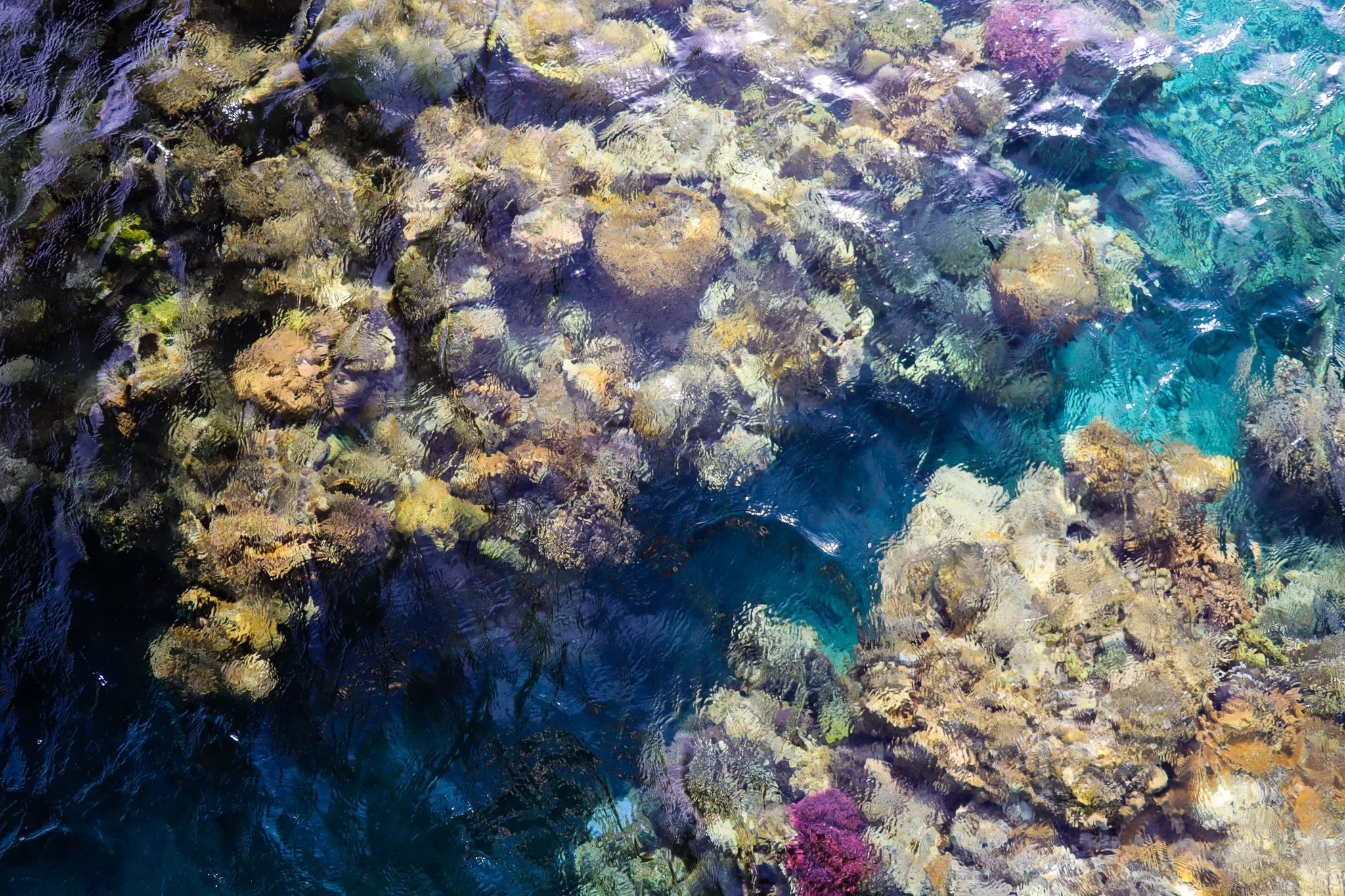 Underwater view of colorful coral reef with various coral formations and clear blue water.
