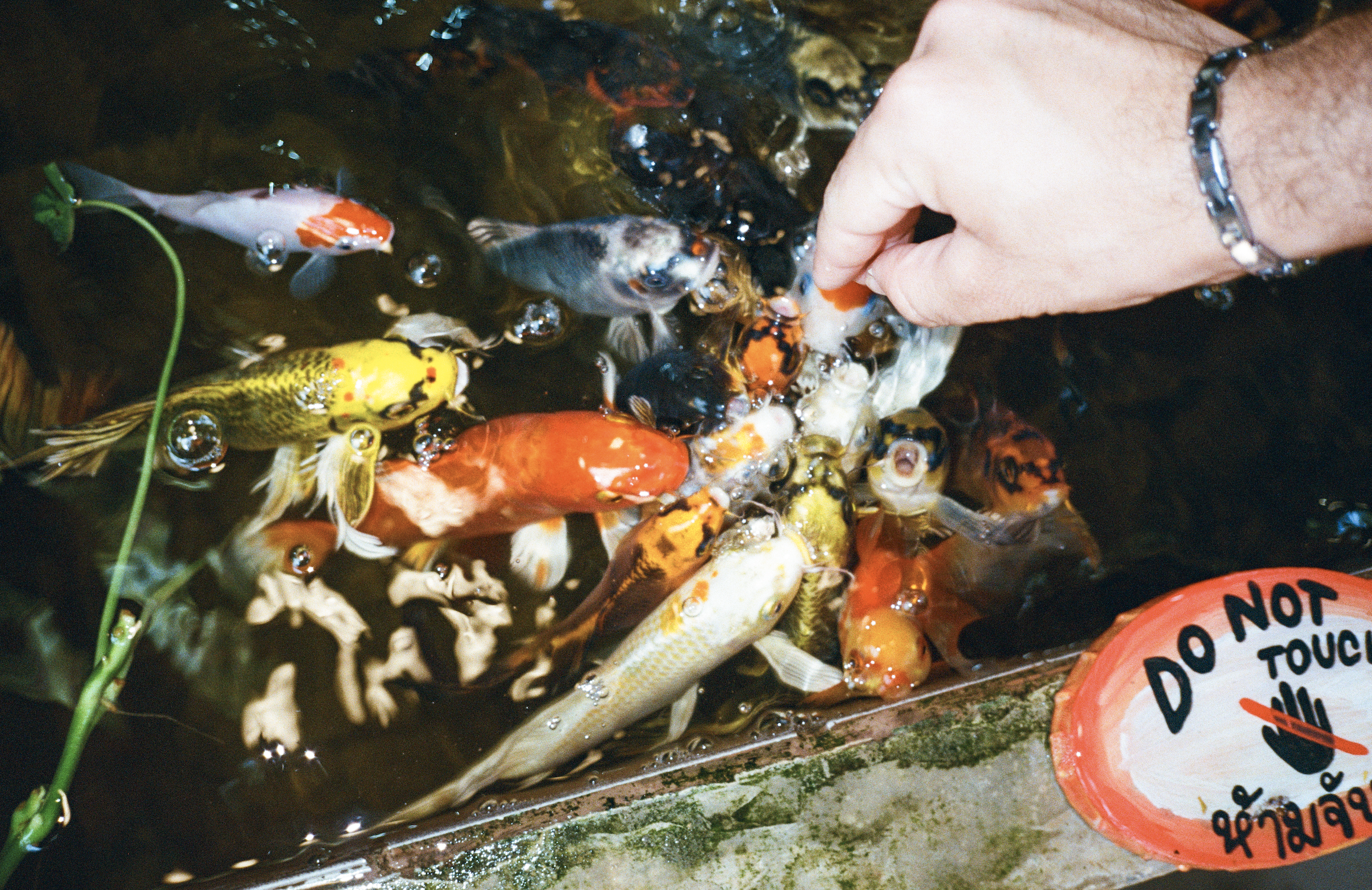 Koi pond at a Japanese temple or garden — what to do in Japan