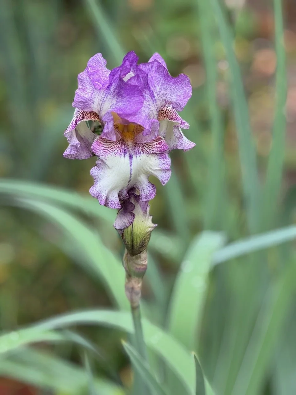 Iris