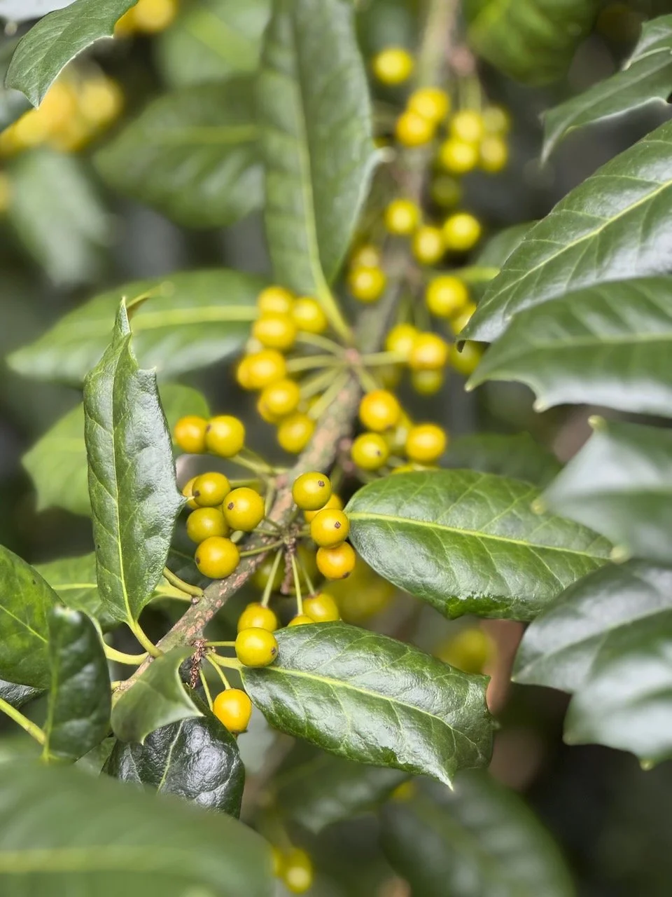Green Holly