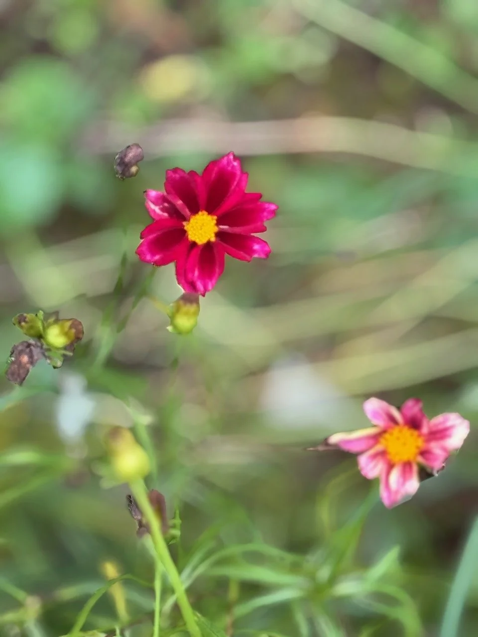 Coreopsis