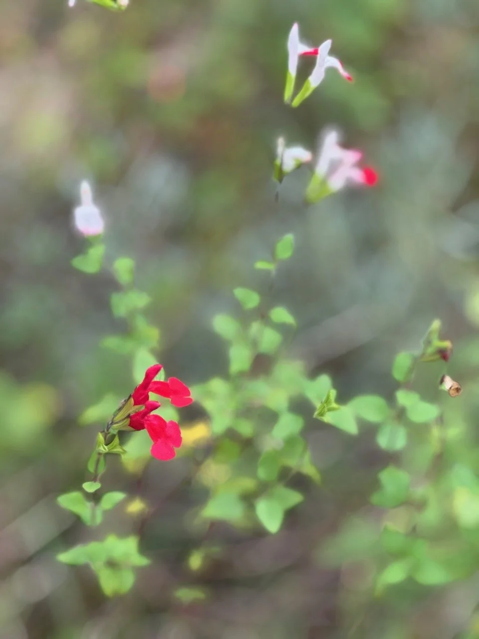 "Hot Lips" Salvia