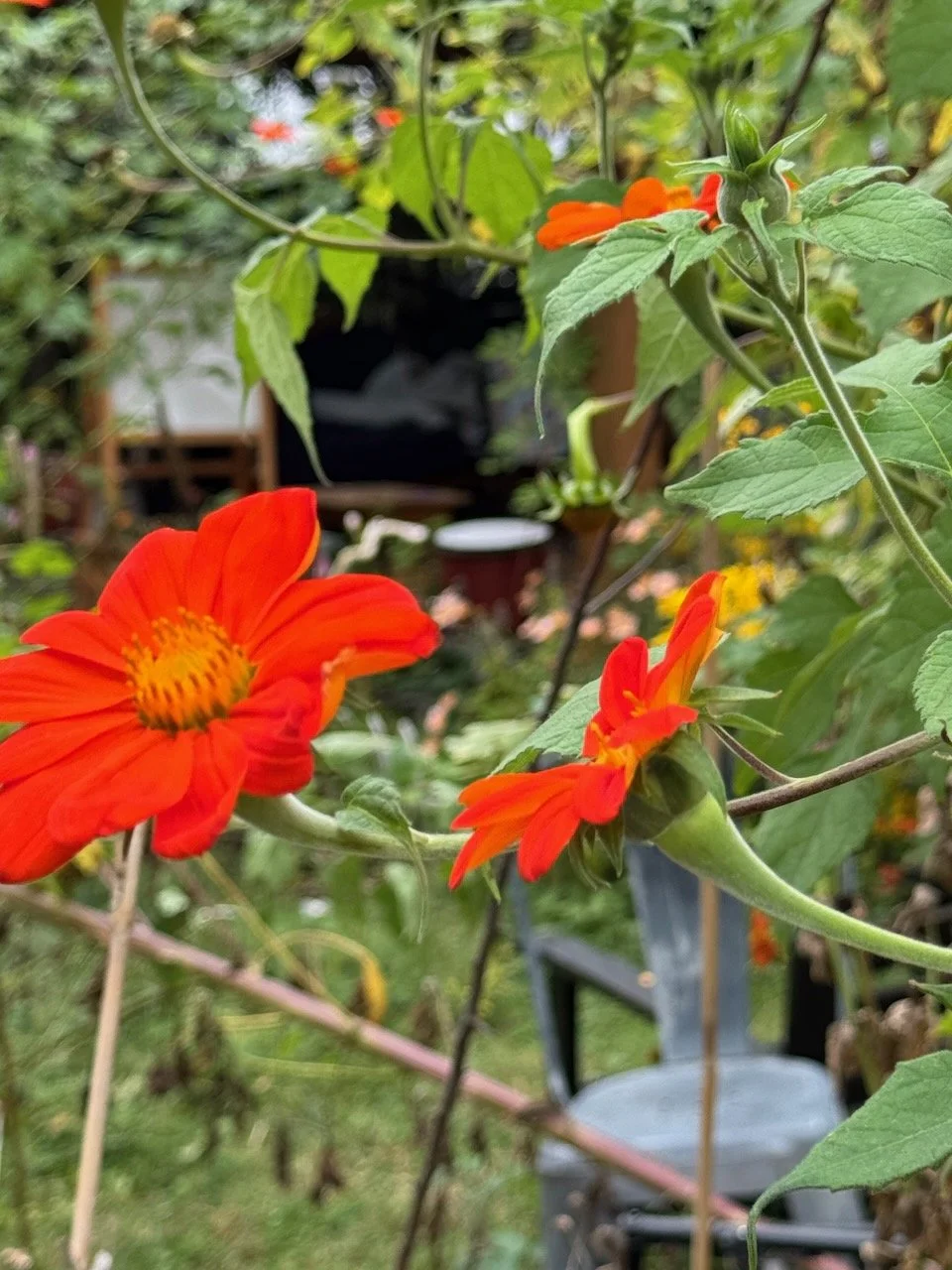 Mexican Sunflower (Tithonia)