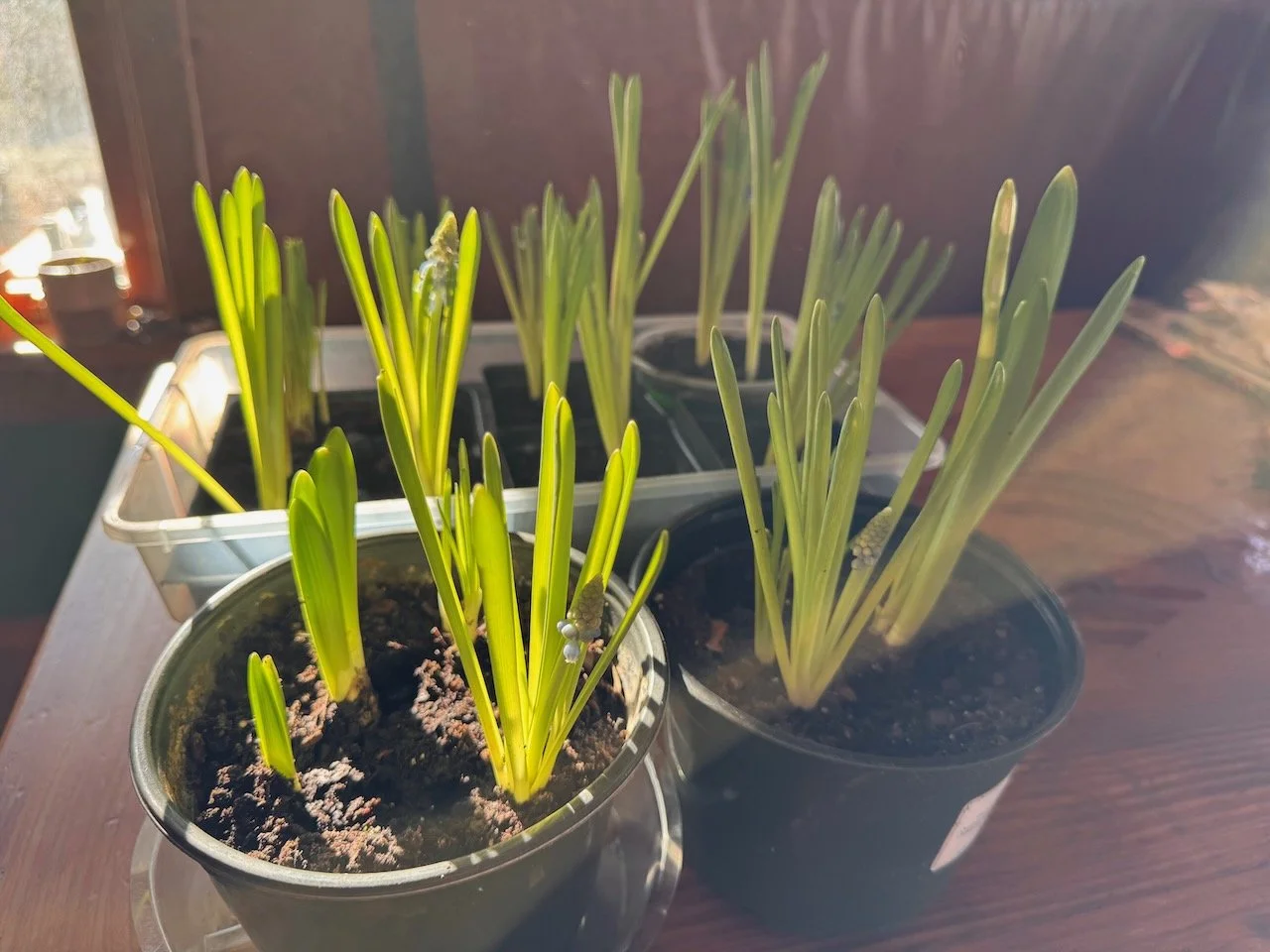 Grape Hyacinth (per bulb plant)