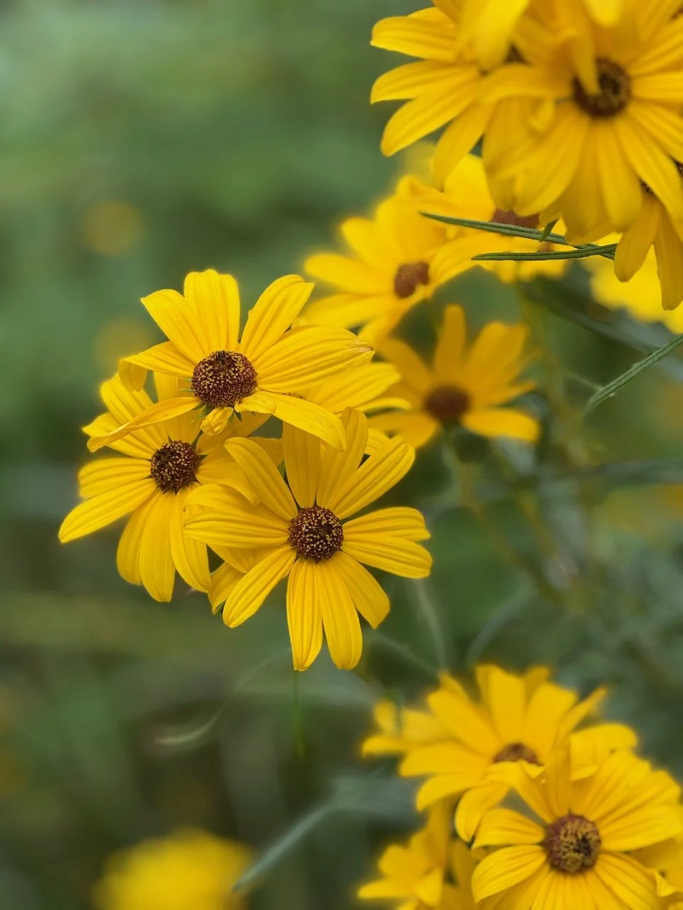 Swamp Sunflower (native)
