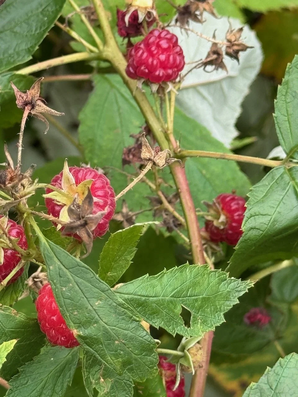 Red Raspberries